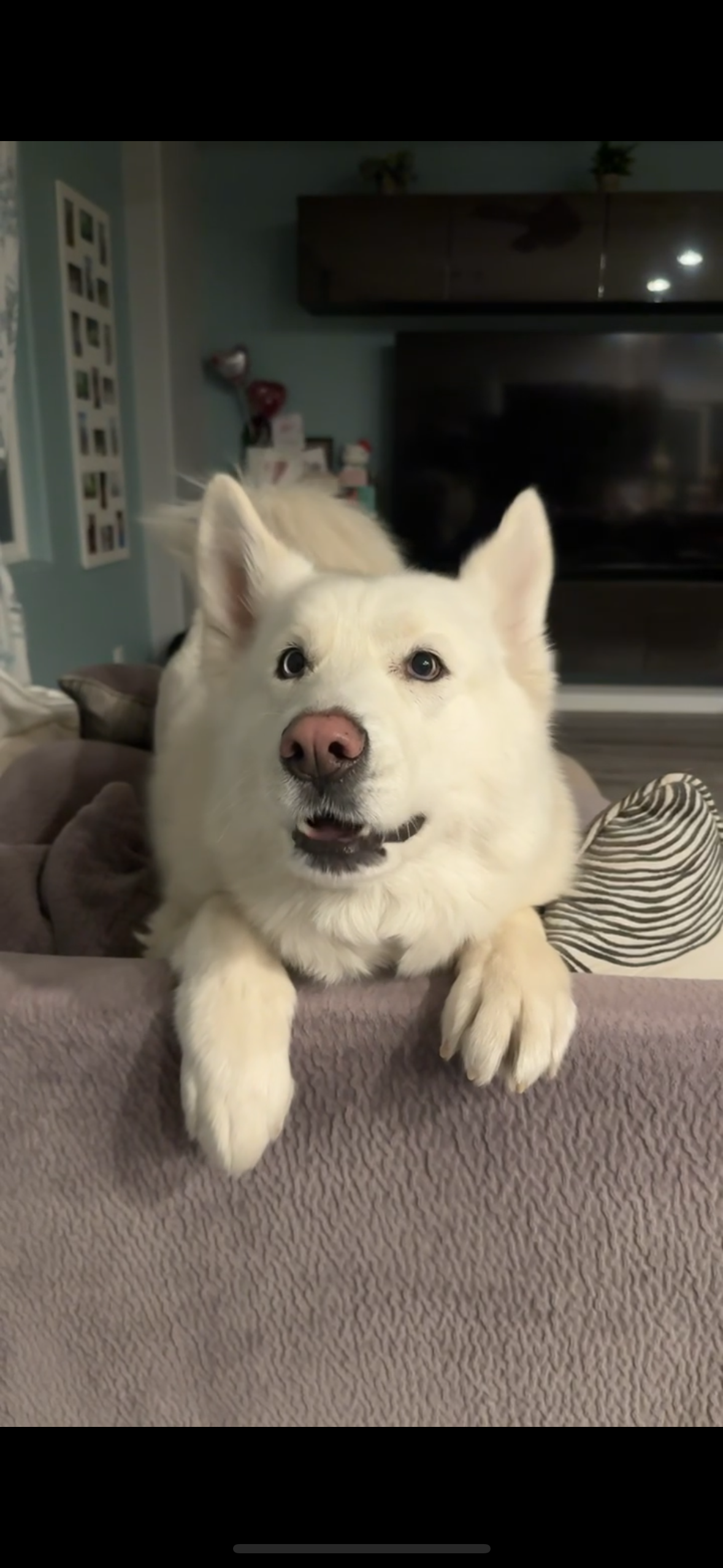 Save Luna from Paralysis: Donate Now campaign photo, 5 of 8