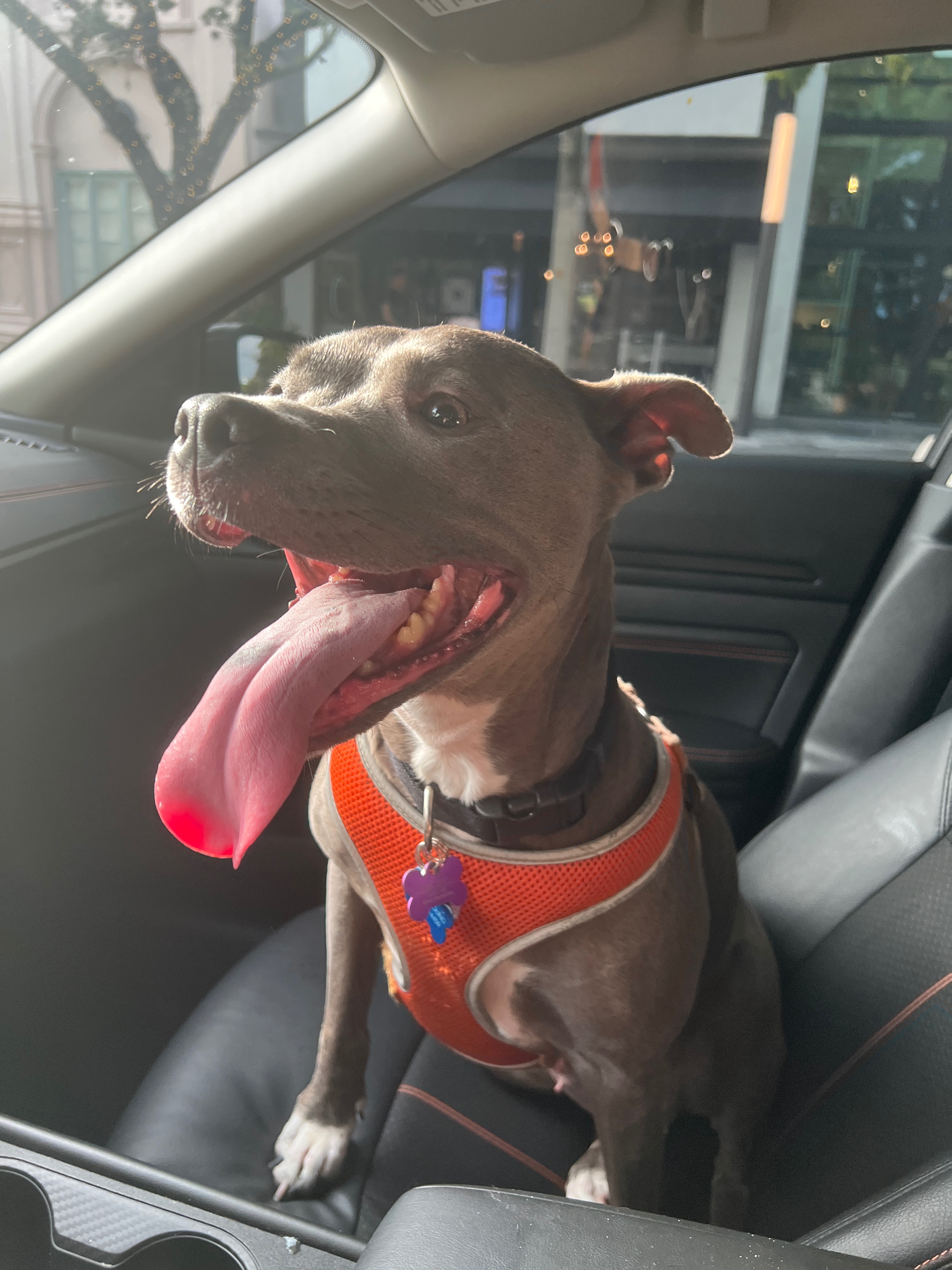 Donate to Stella's Recovery Journey campaign photo, 6 of 7