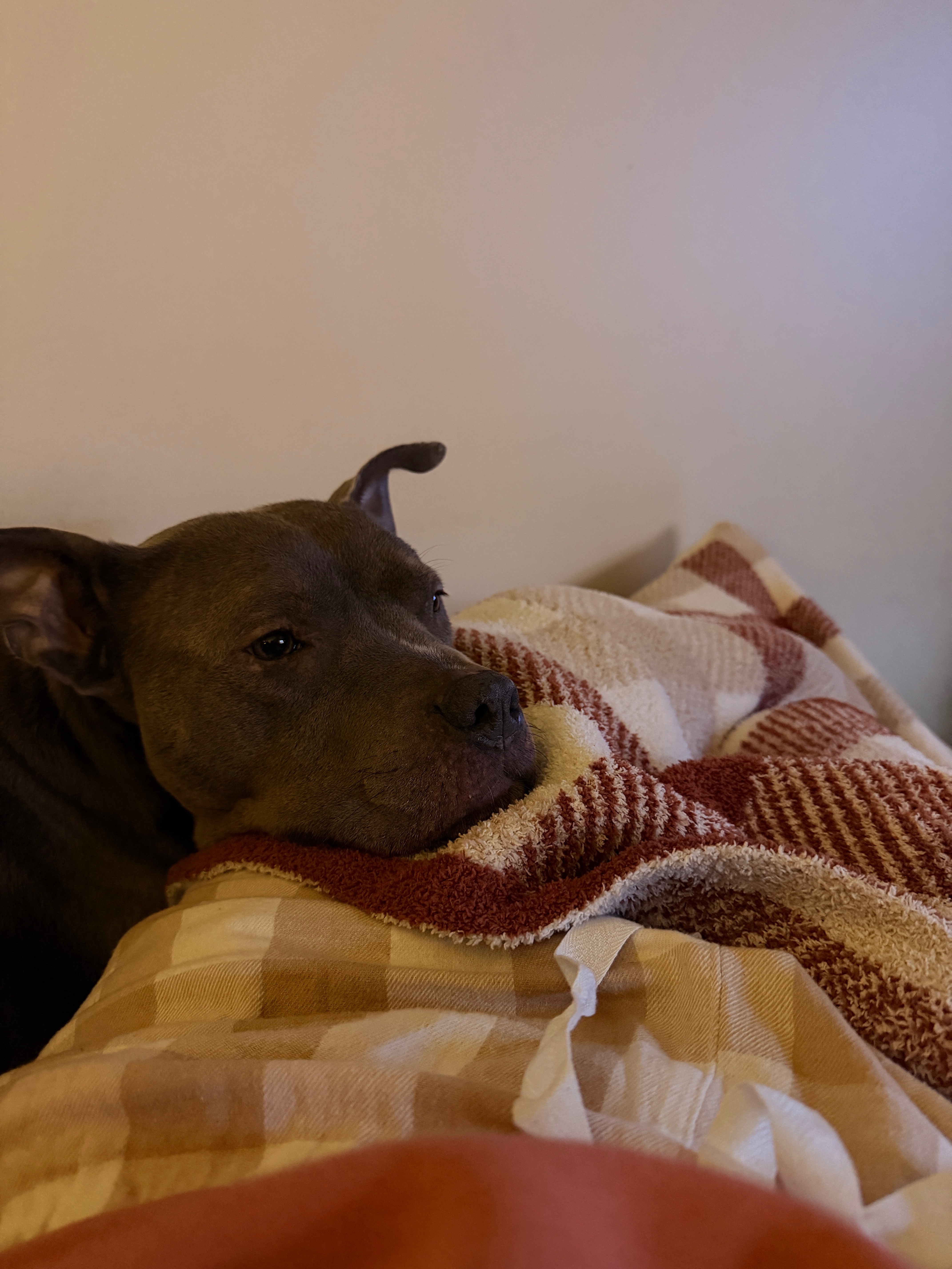 Donate to Stella's Recovery Journey campaign photo, 2 of 7