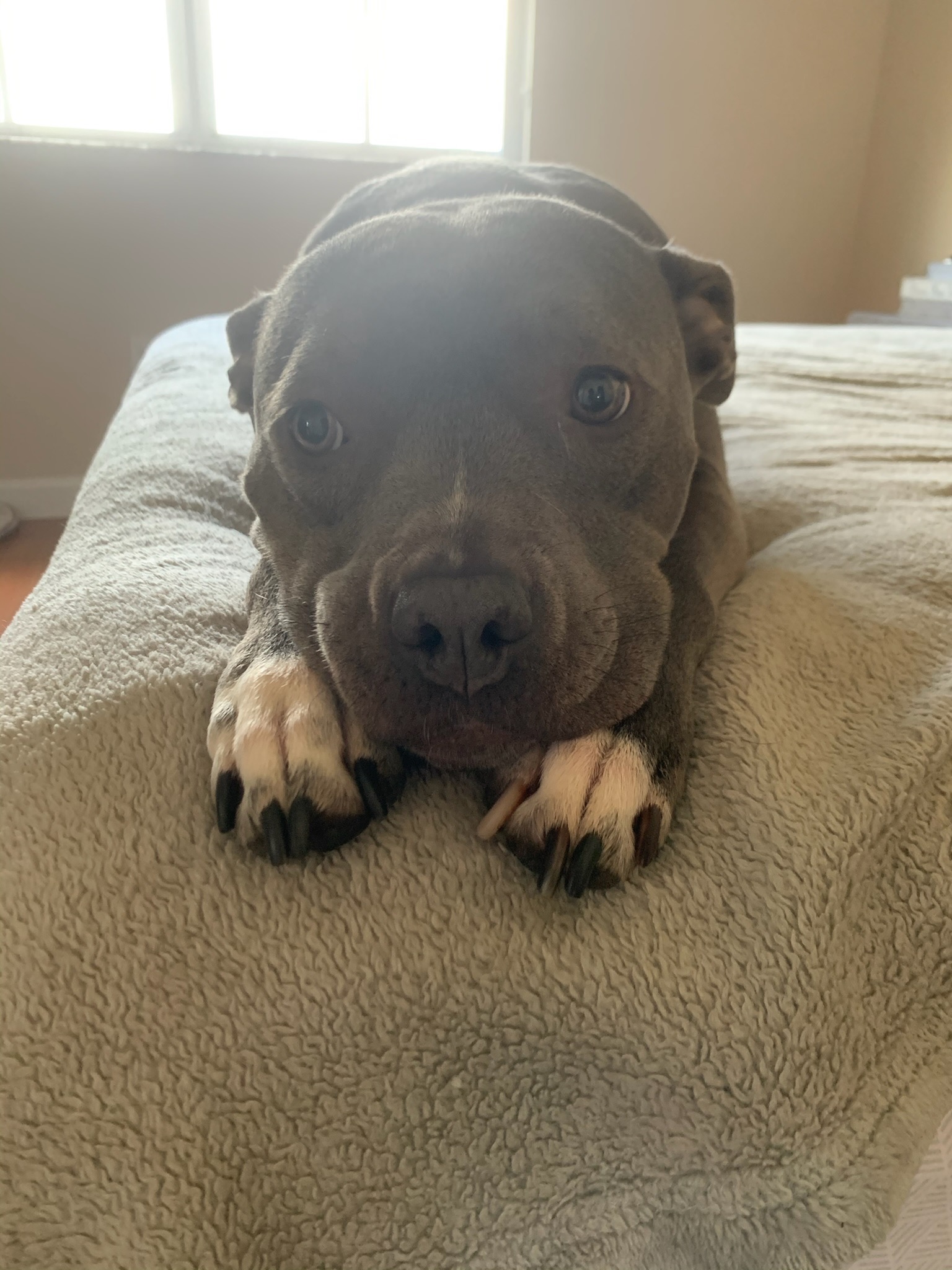 Donate to Stella's Recovery Journey campaign photo, 4 of 7