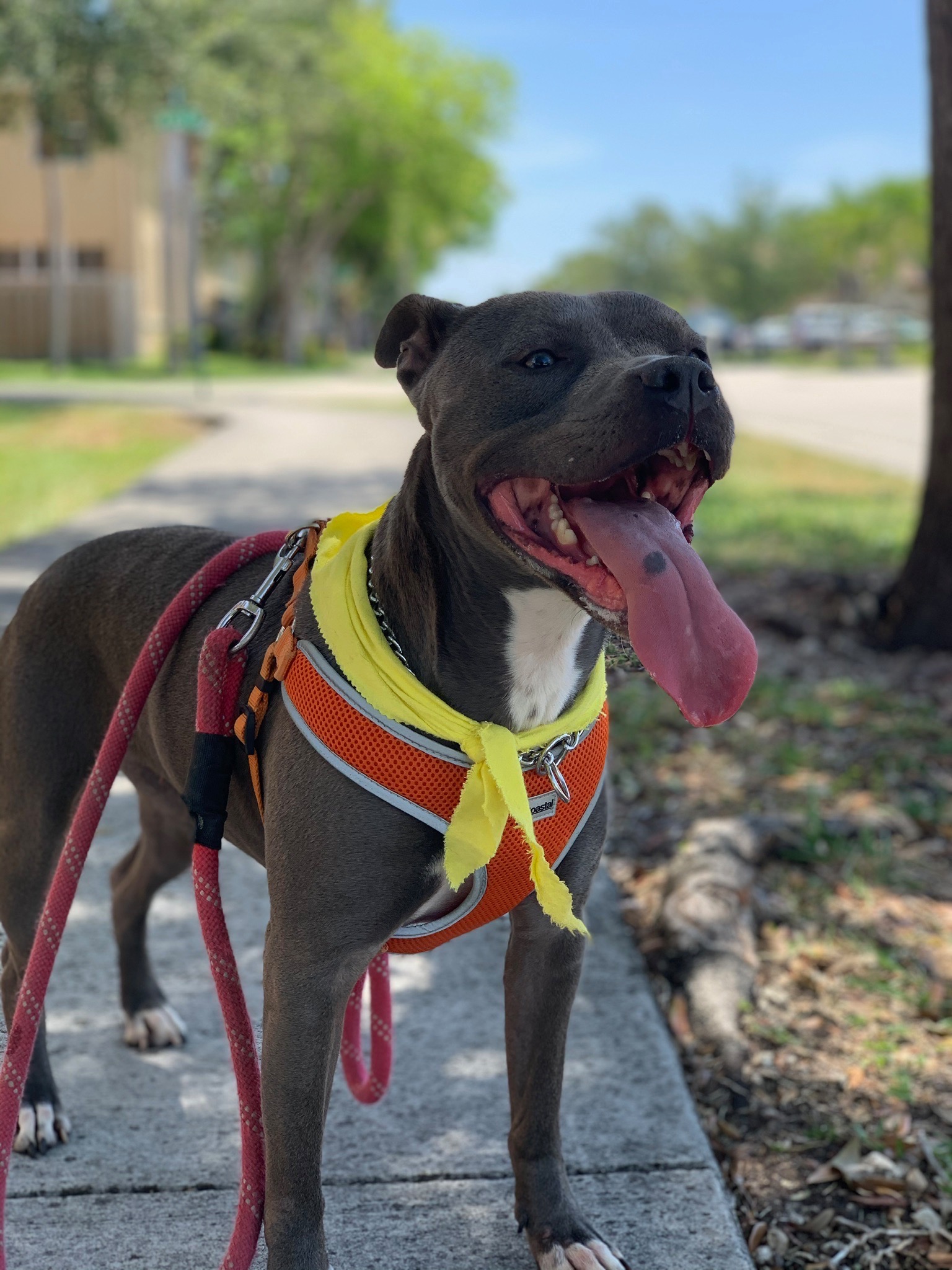 Donate to Stella's Recovery Journey campaign photo, 5 of 7