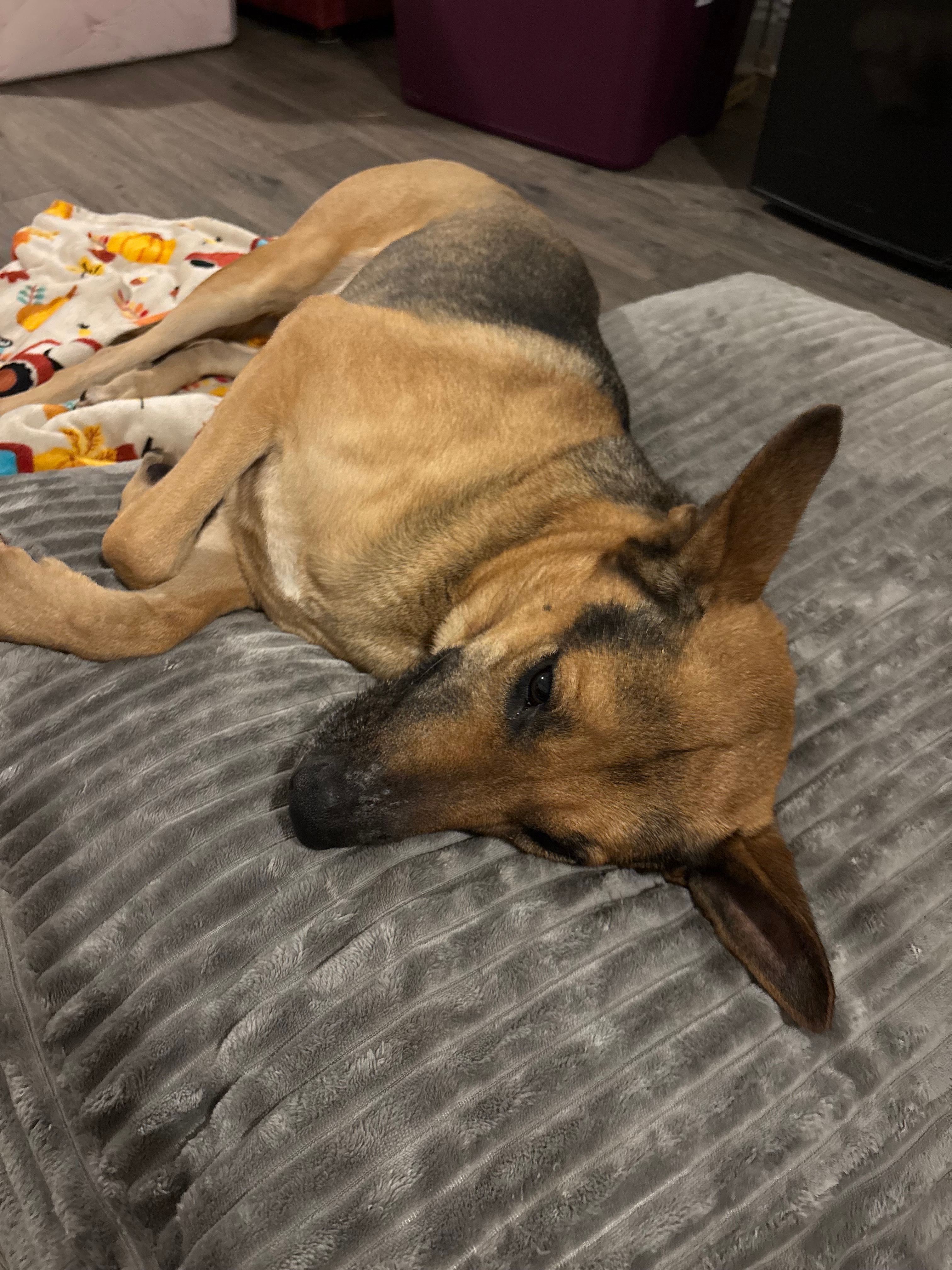 Urgent Vet Care for Injured Girl campaign photo, 2 of 5