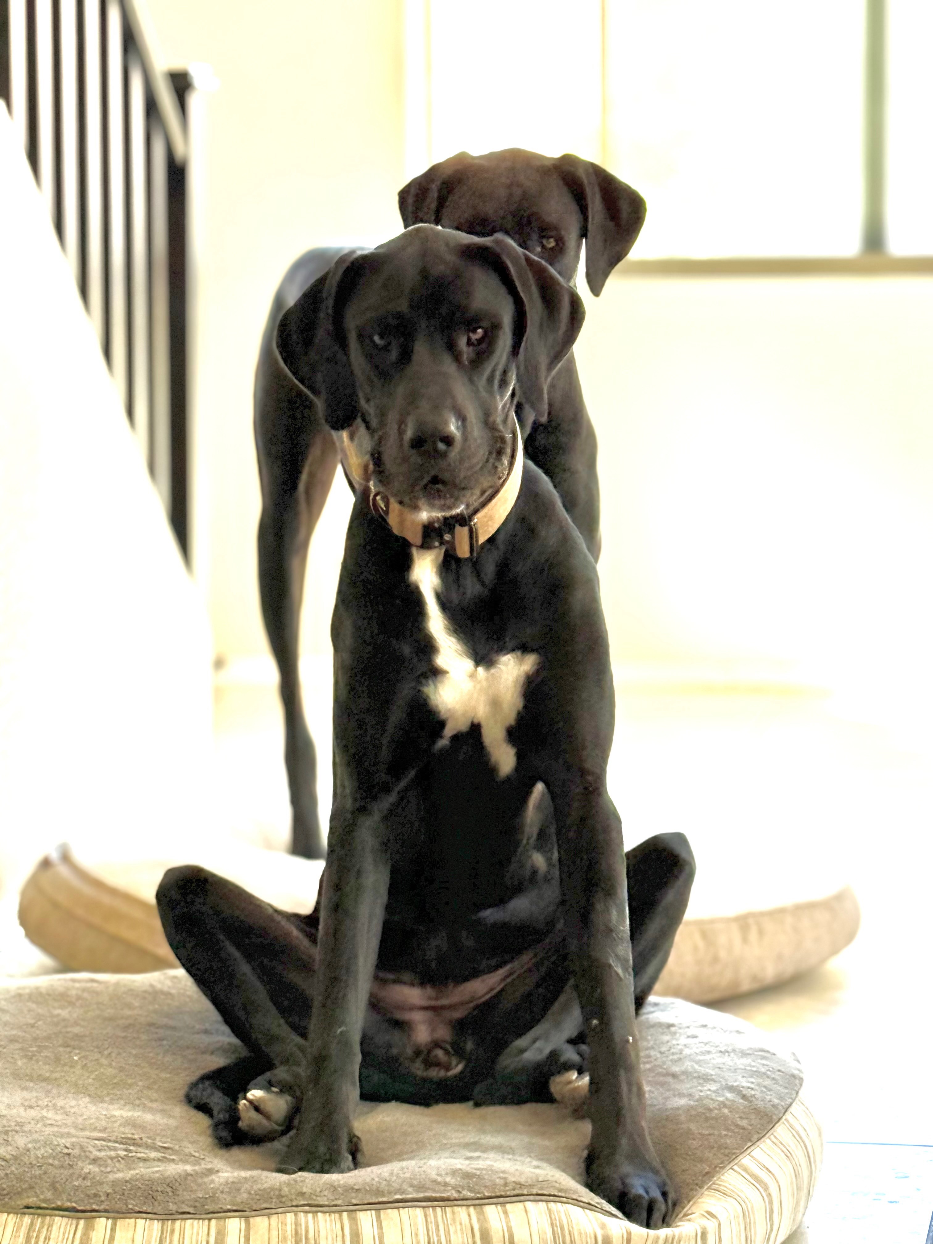 Save Olive: Urgent Medical Fund Needed campaign photo, 2 of 3