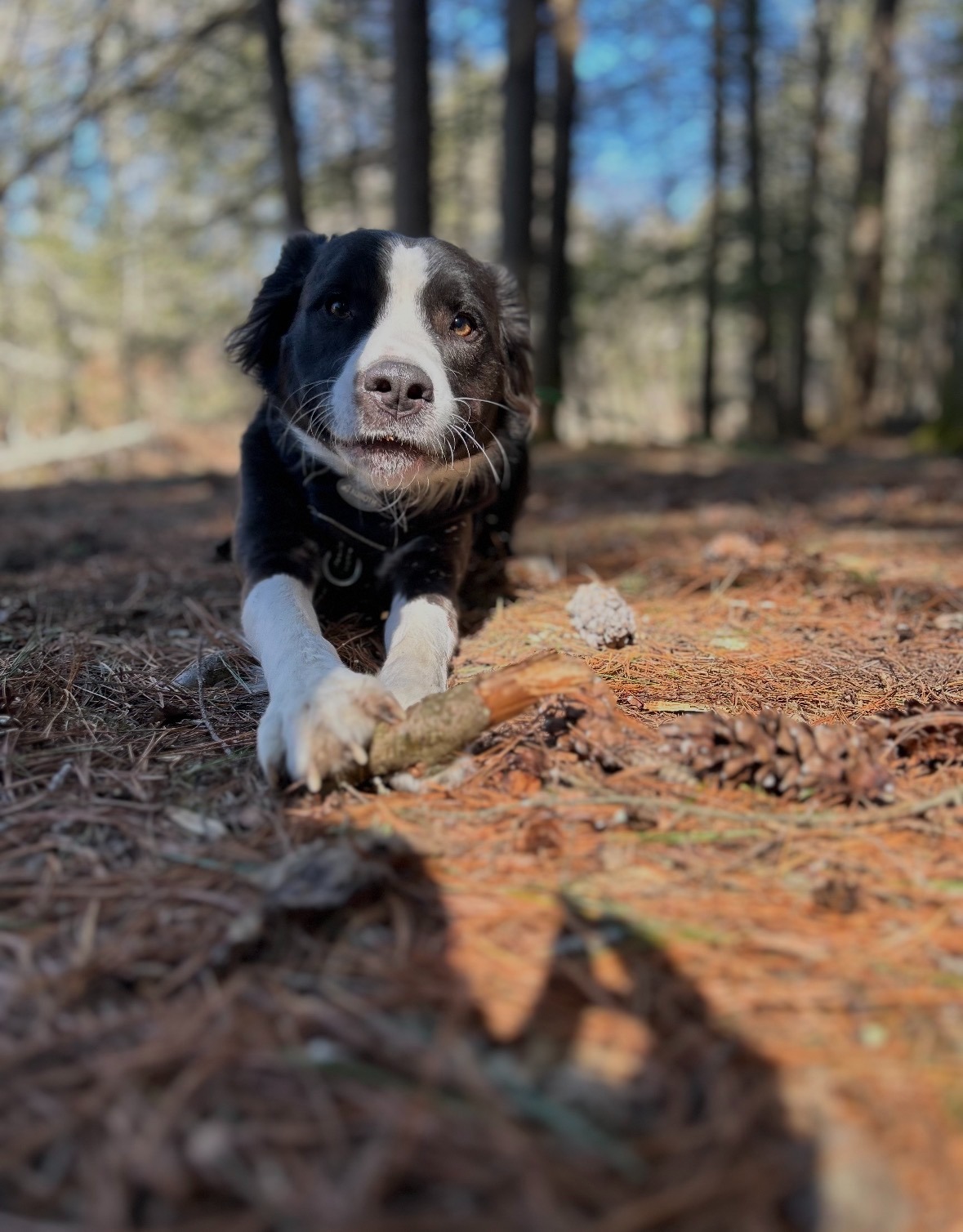 Urgent Help for Onyx's Life-Saving Surgery campaign photo, 7 of 7