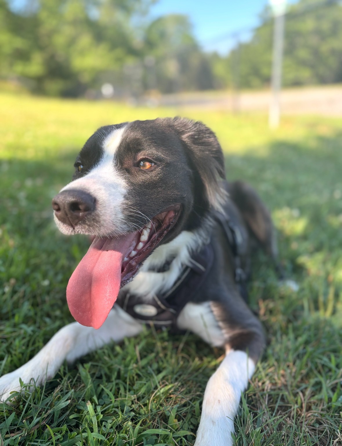 Urgent Help for Onyx's Life-Saving Surgery campaign photo, 2 of 7