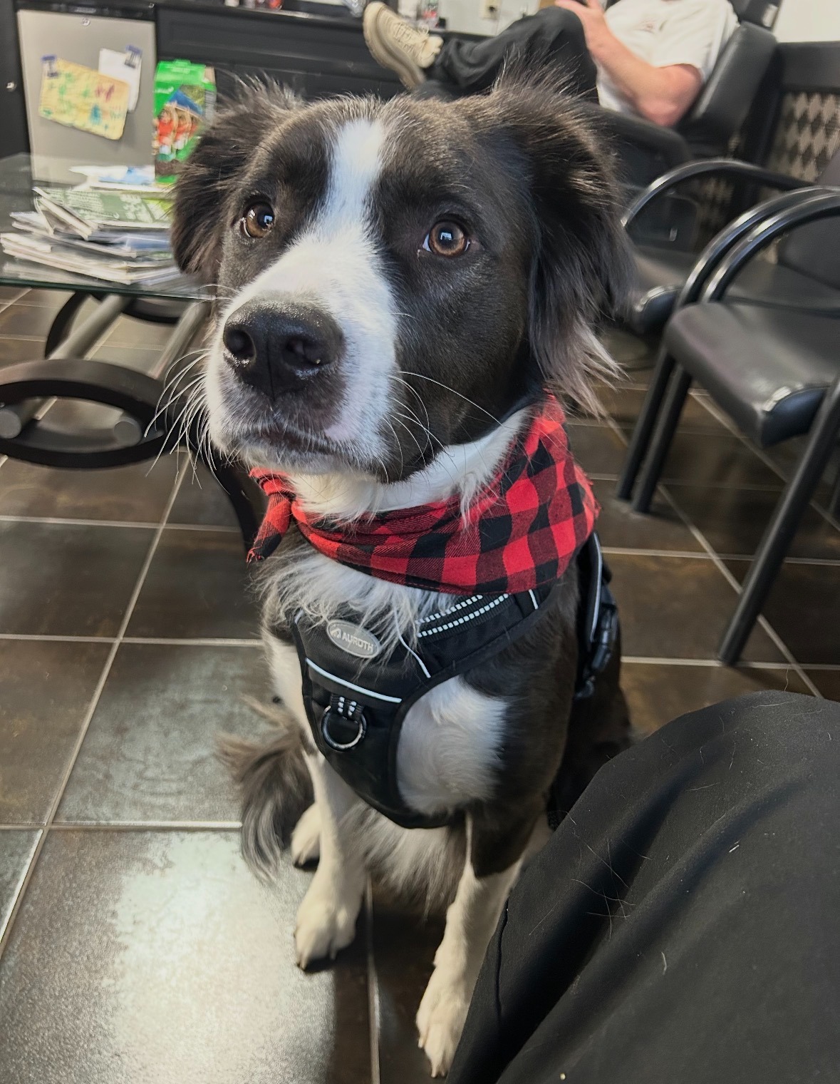 Urgent Help for Onyx's Life-Saving Surgery campaign photo, 4 of 7