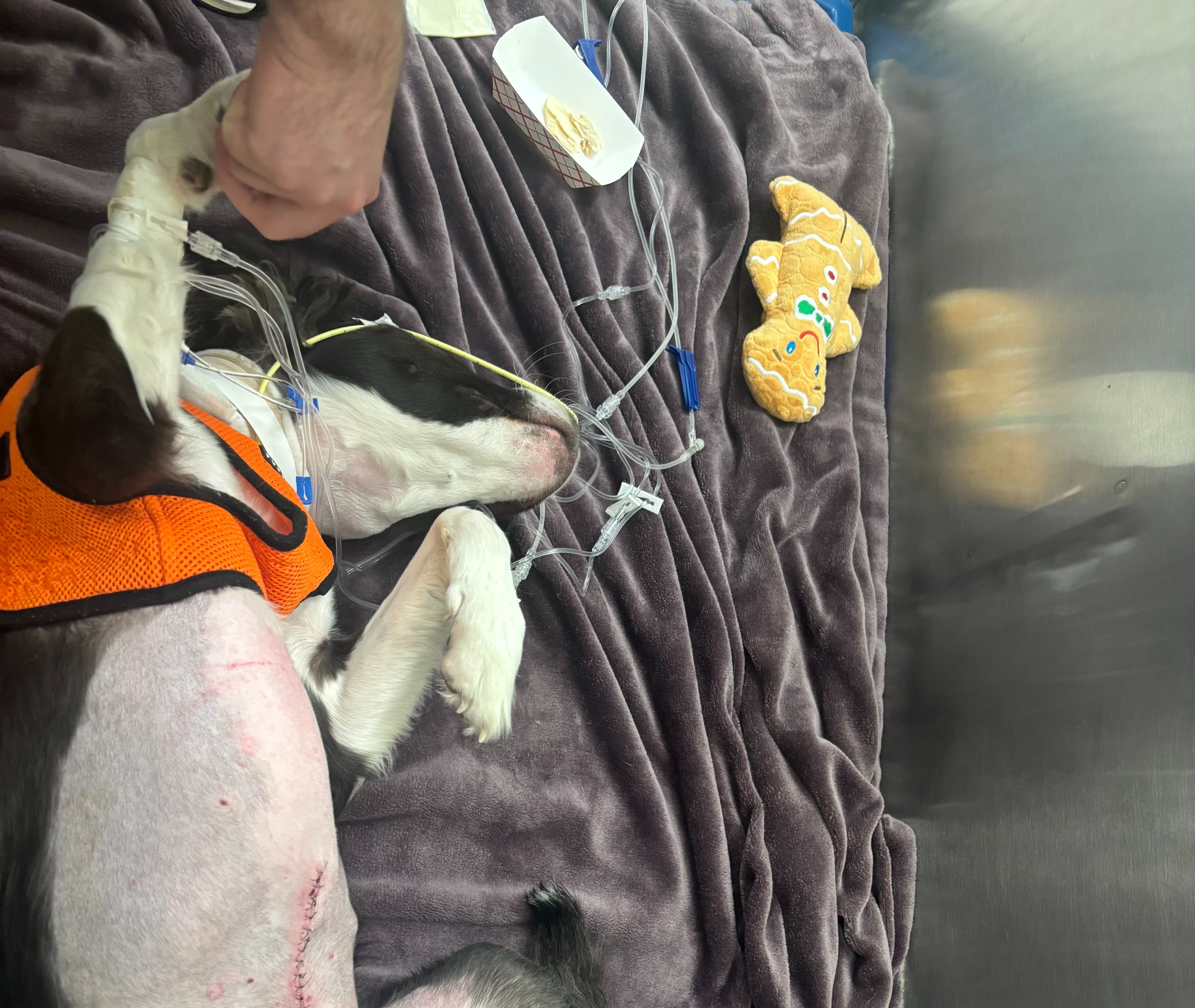 Urgent Help for Onyx's Life-Saving Surgery campaign photo, 5 of 7