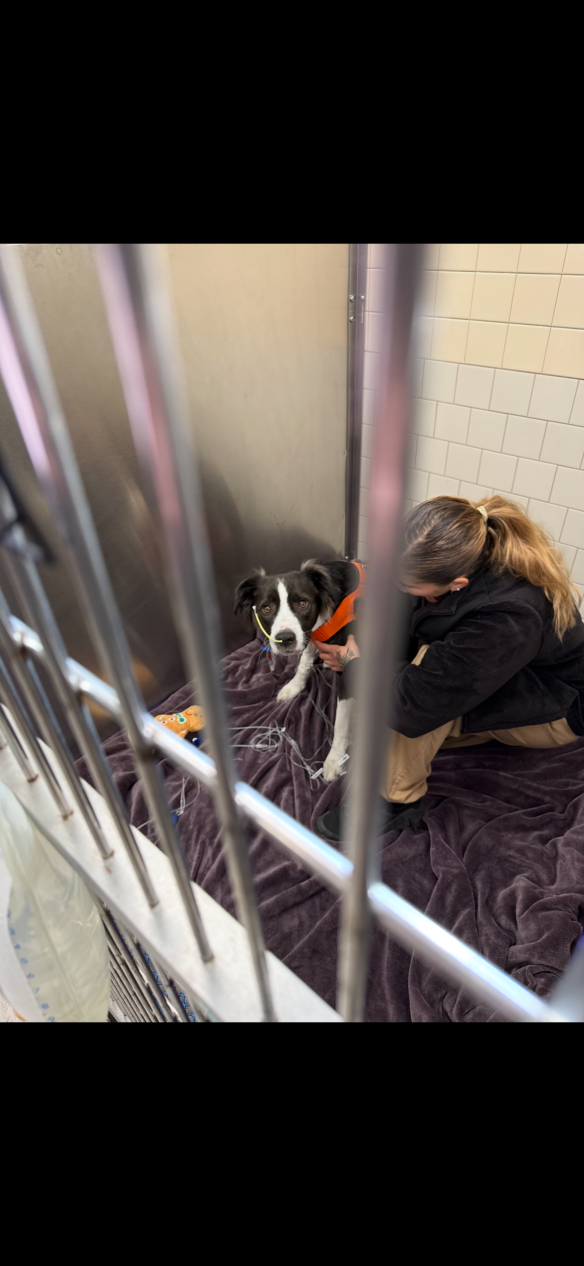 Urgent Help for Onyx's Life-Saving Surgery campaign photo, 6 of 7