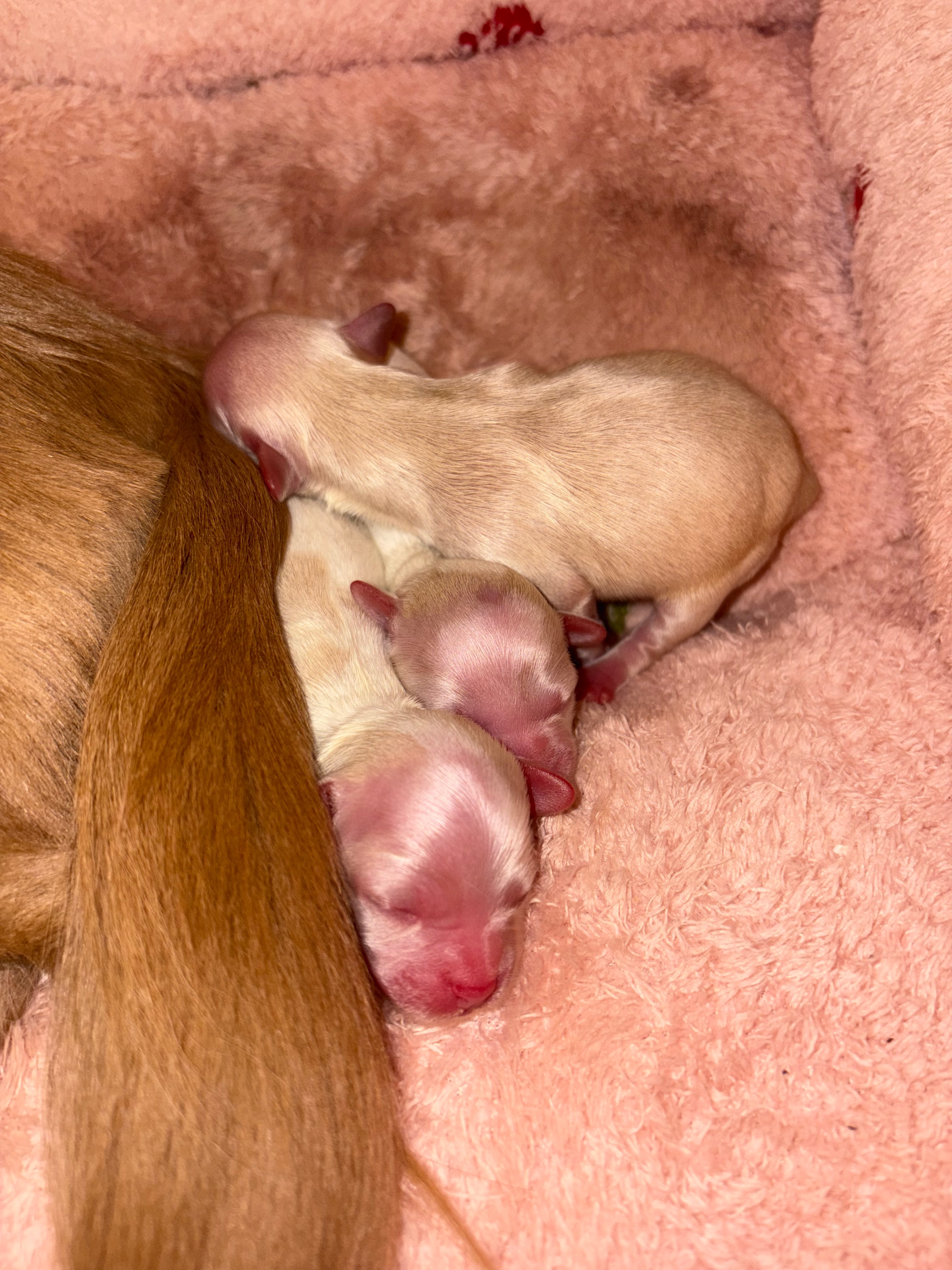 Support Lilo's Healing After C-Section Loss campaign photo, 2 of 4