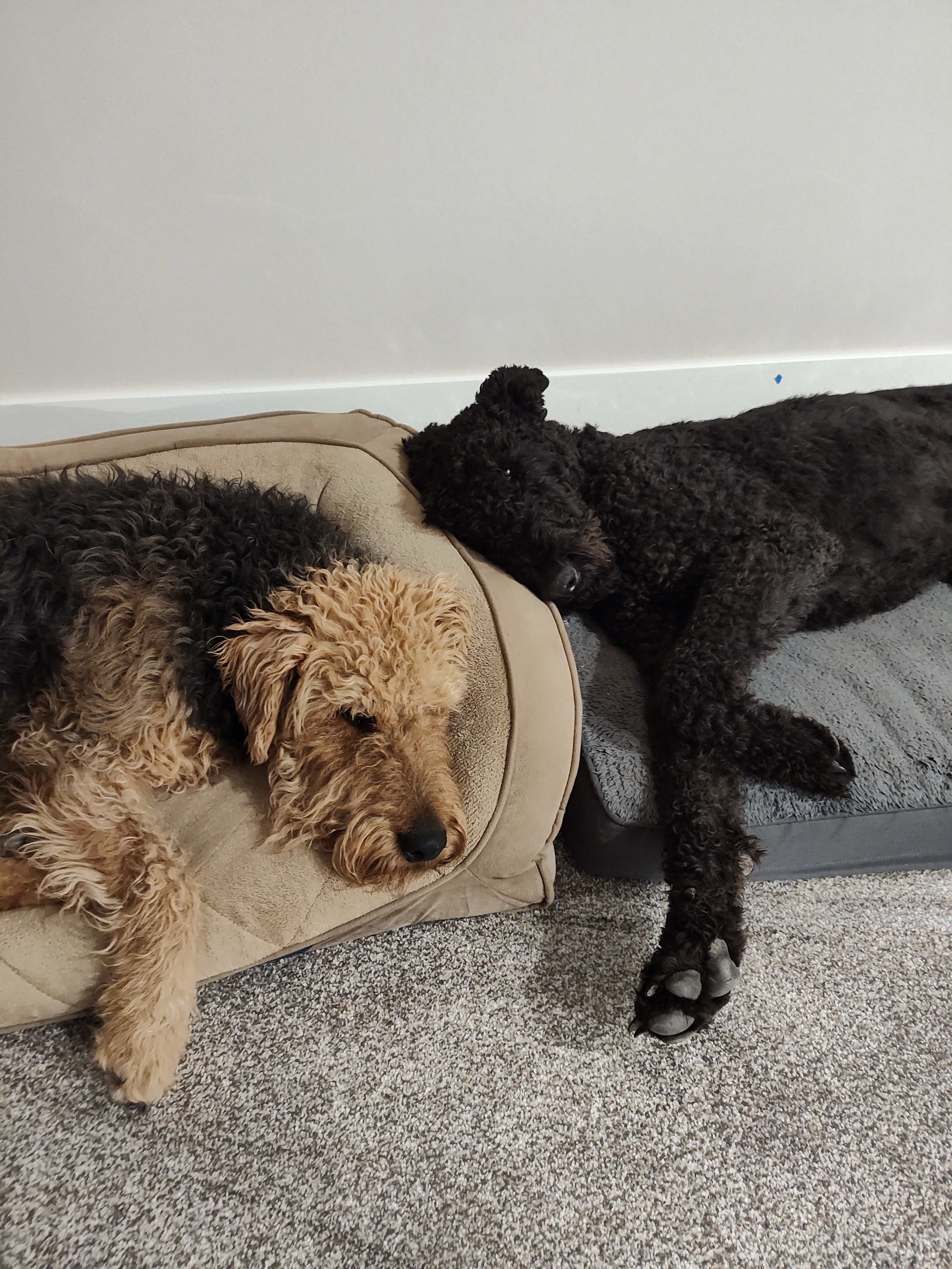 Help Cosmo Fight Large Cell Lymphoma campaign photo, 2 of 7