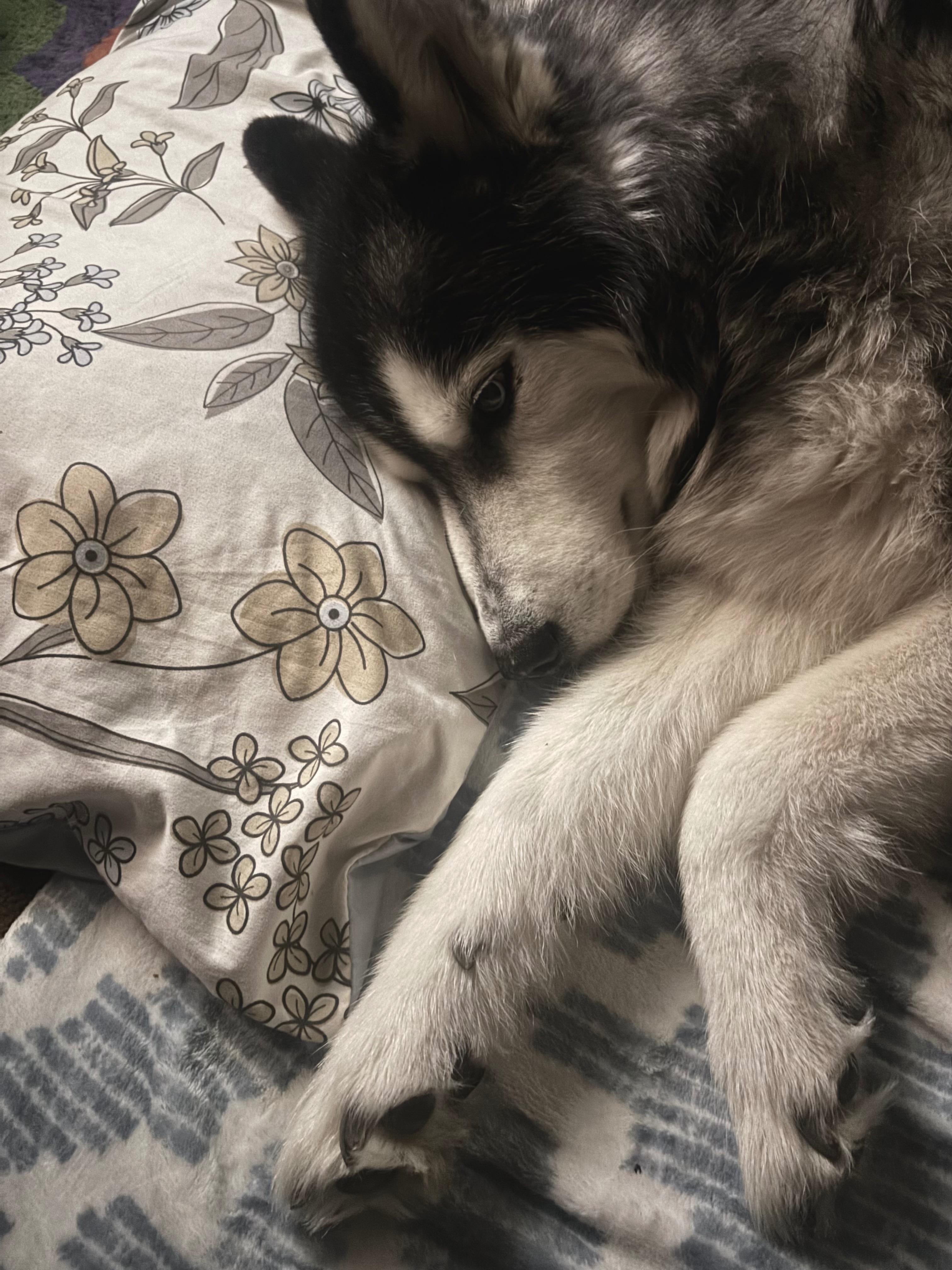 Support Kush's Comfort and Care in His Final Months campaign photo, 2 of 8
