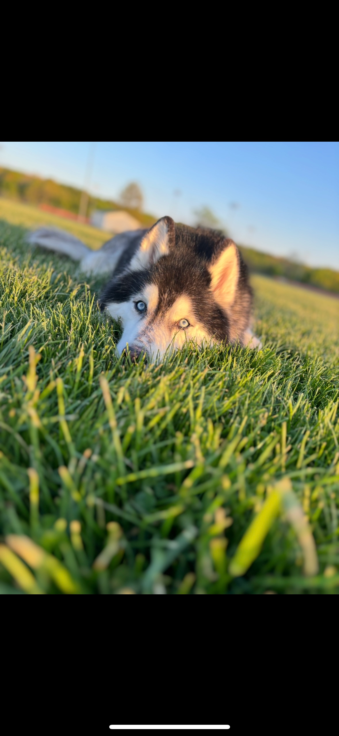 Support Kush's Comfort and Care in His Final Months campaign photo, 5 of 8