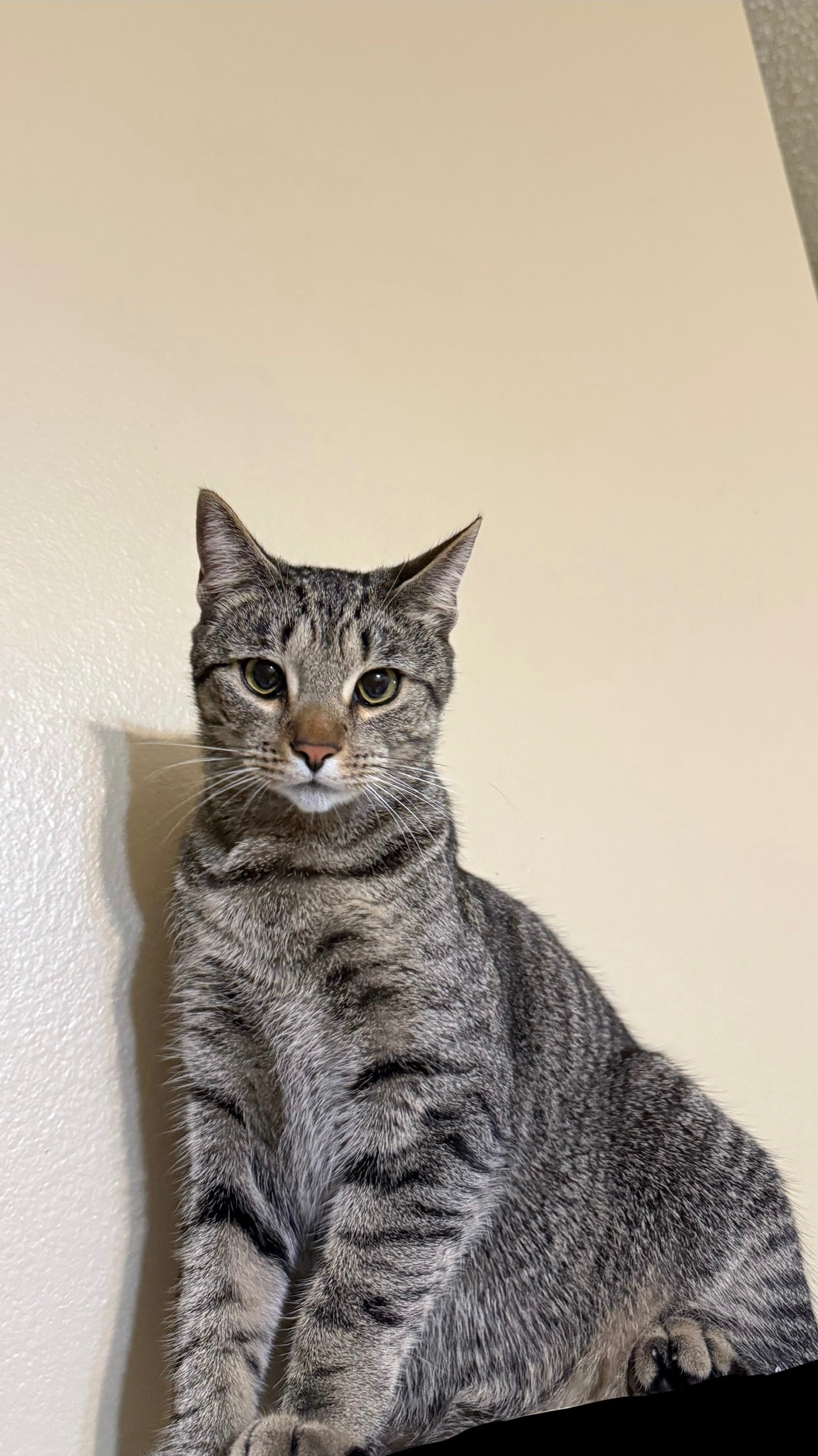 Help Michells Bring Her Rescued Cats Home campaign photo, 6 of 7
