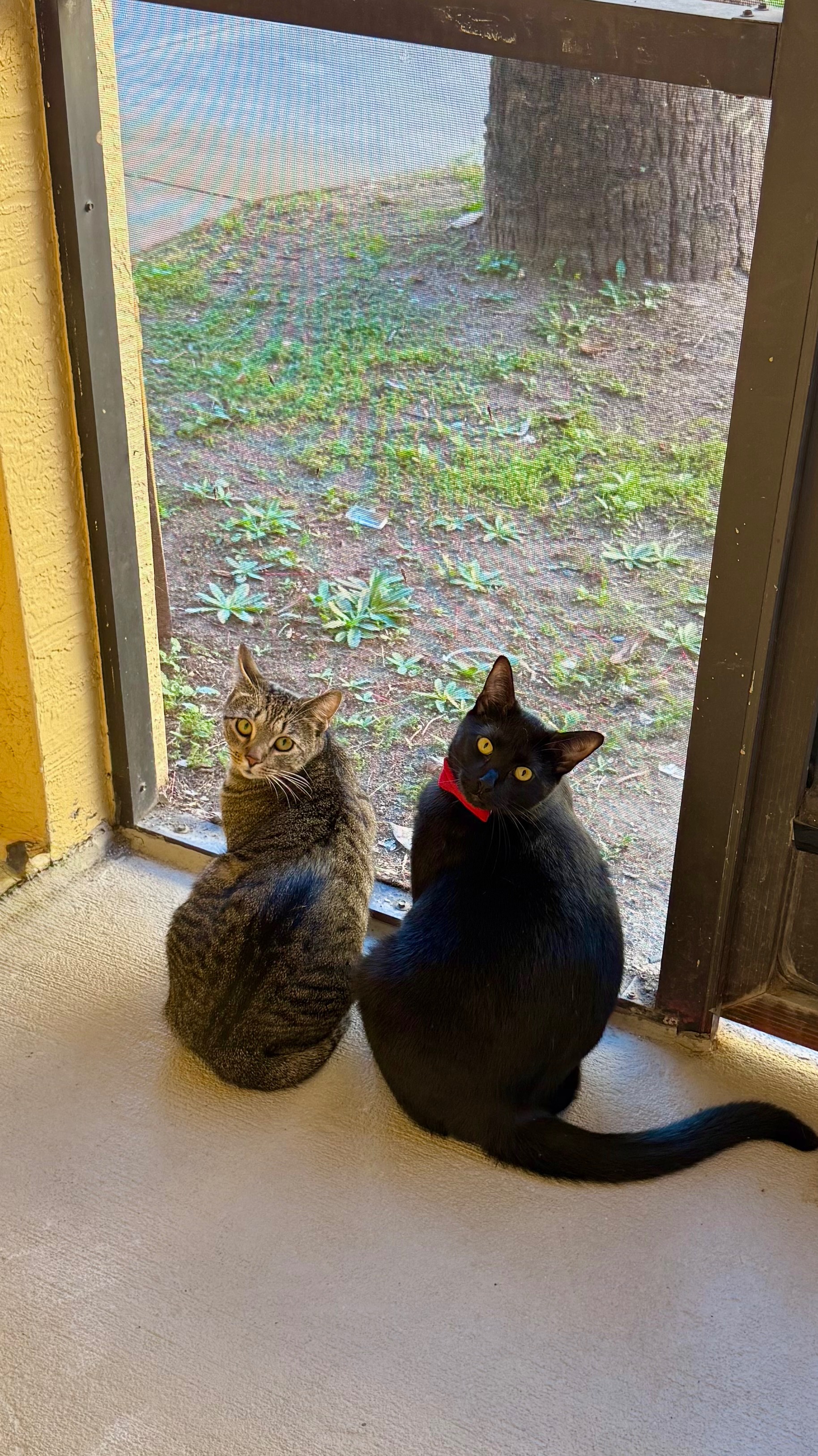 Help Michells Bring Her Rescued Cats Home campaign photo, 2 of 7