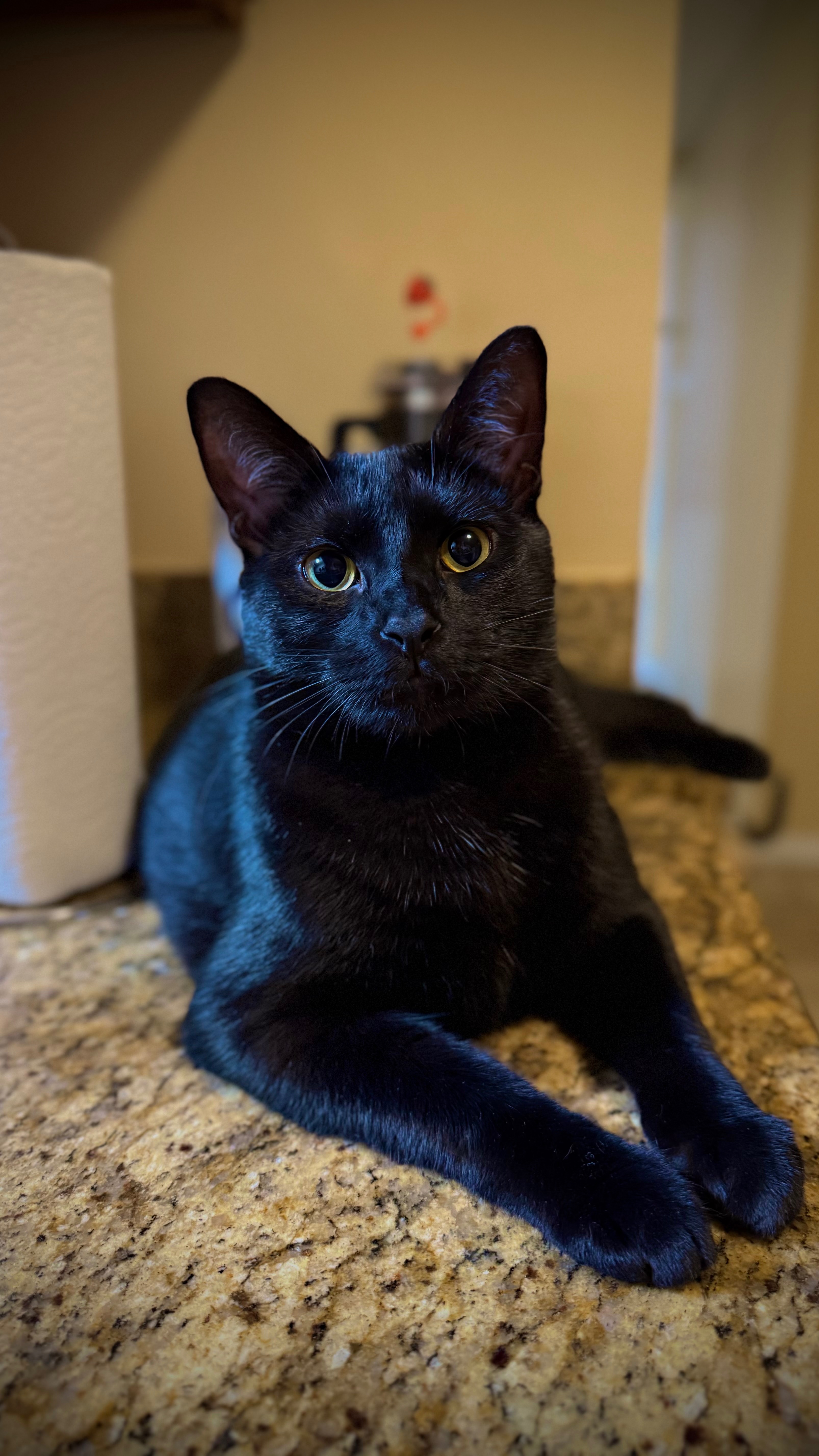 Help Michells Bring Her Rescued Cats Home campaign photo, 4 of 7