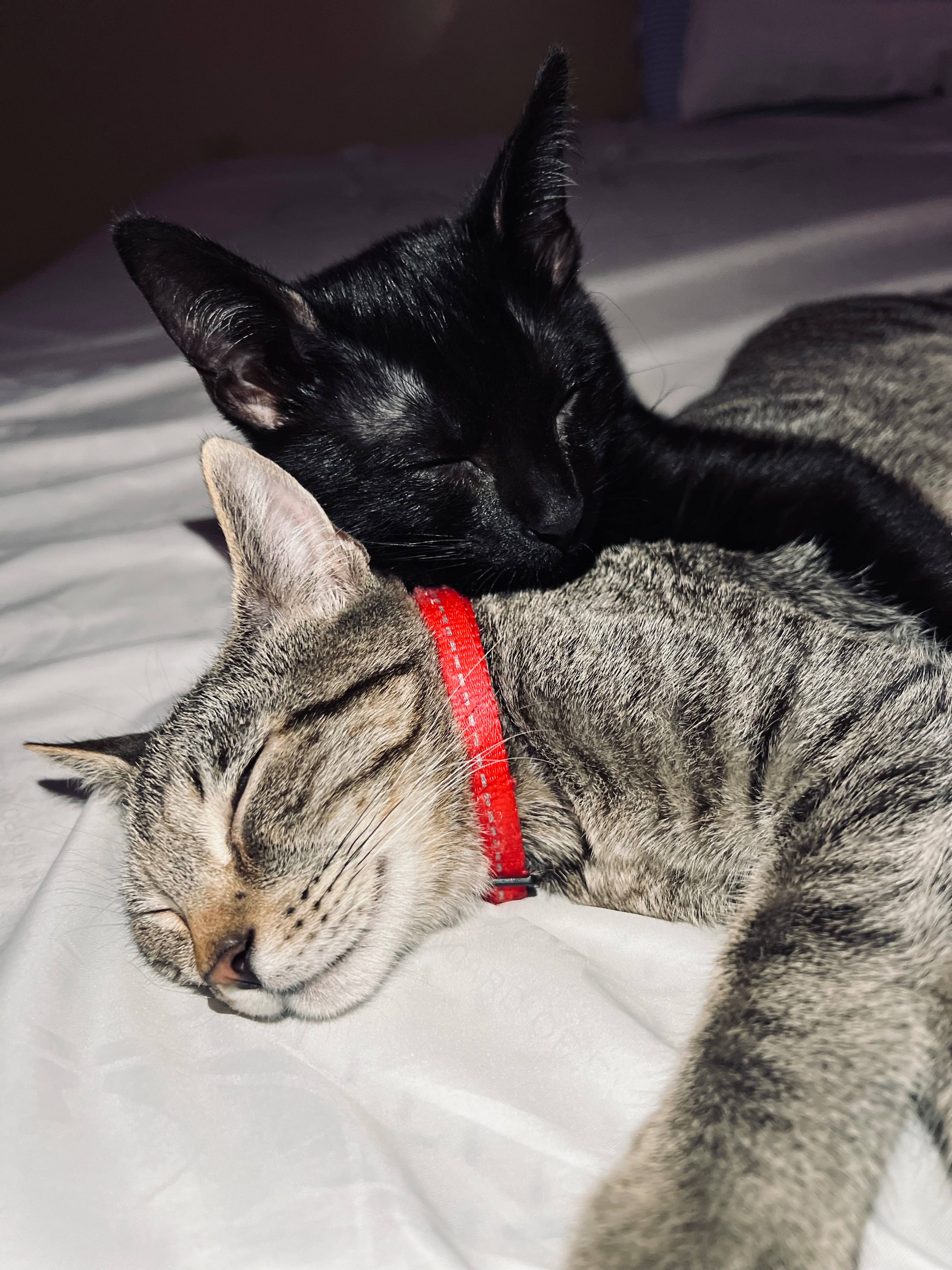 Help Michells Bring Her Rescued Cats Home campaign photo, 5 of 7
