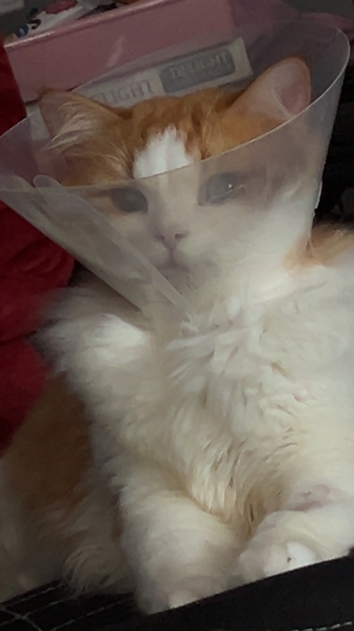Please help me save my kitty campaign photo, 7 of 7