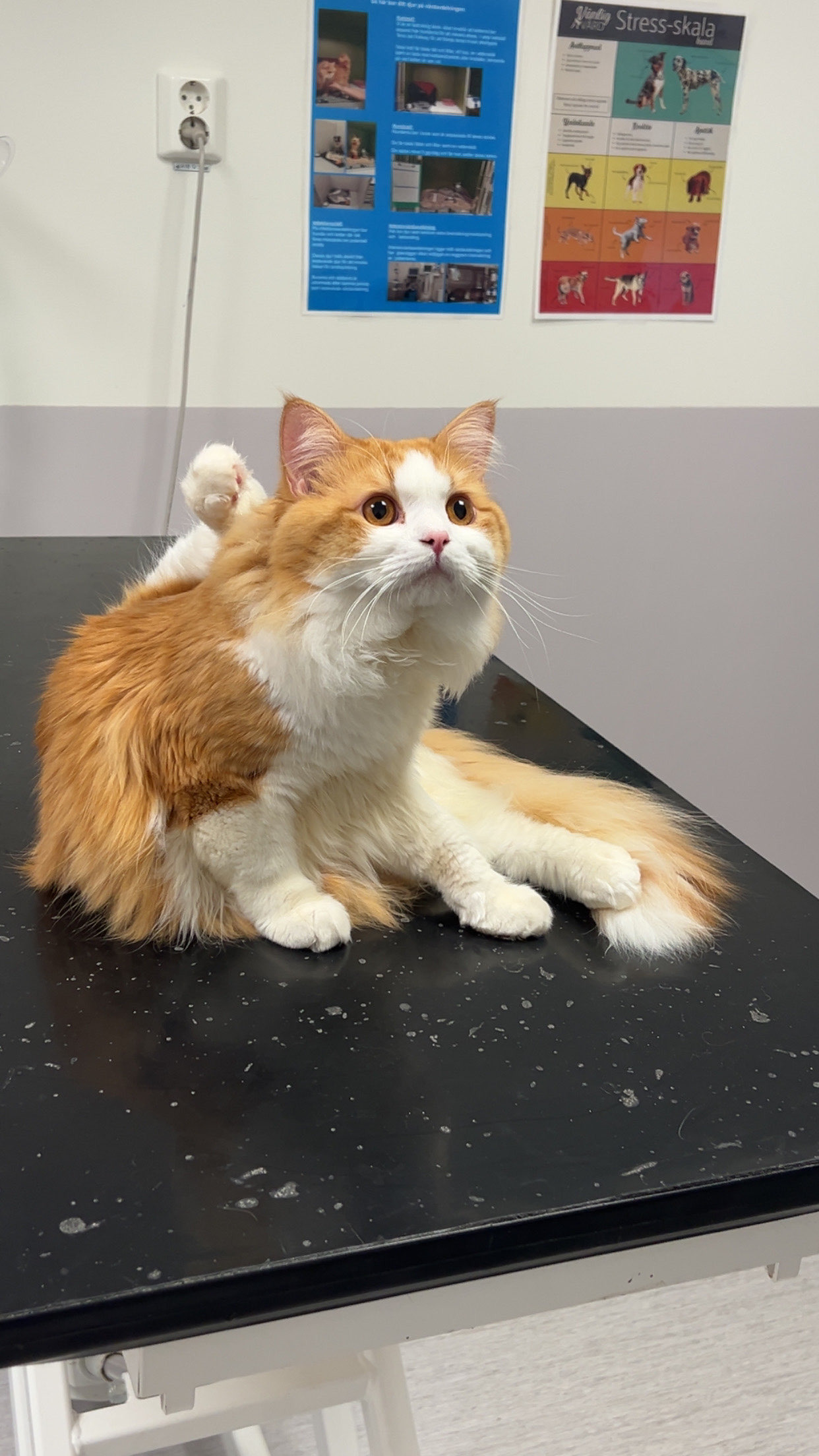 Please help me save my kitty campaign photo, 2 of 7