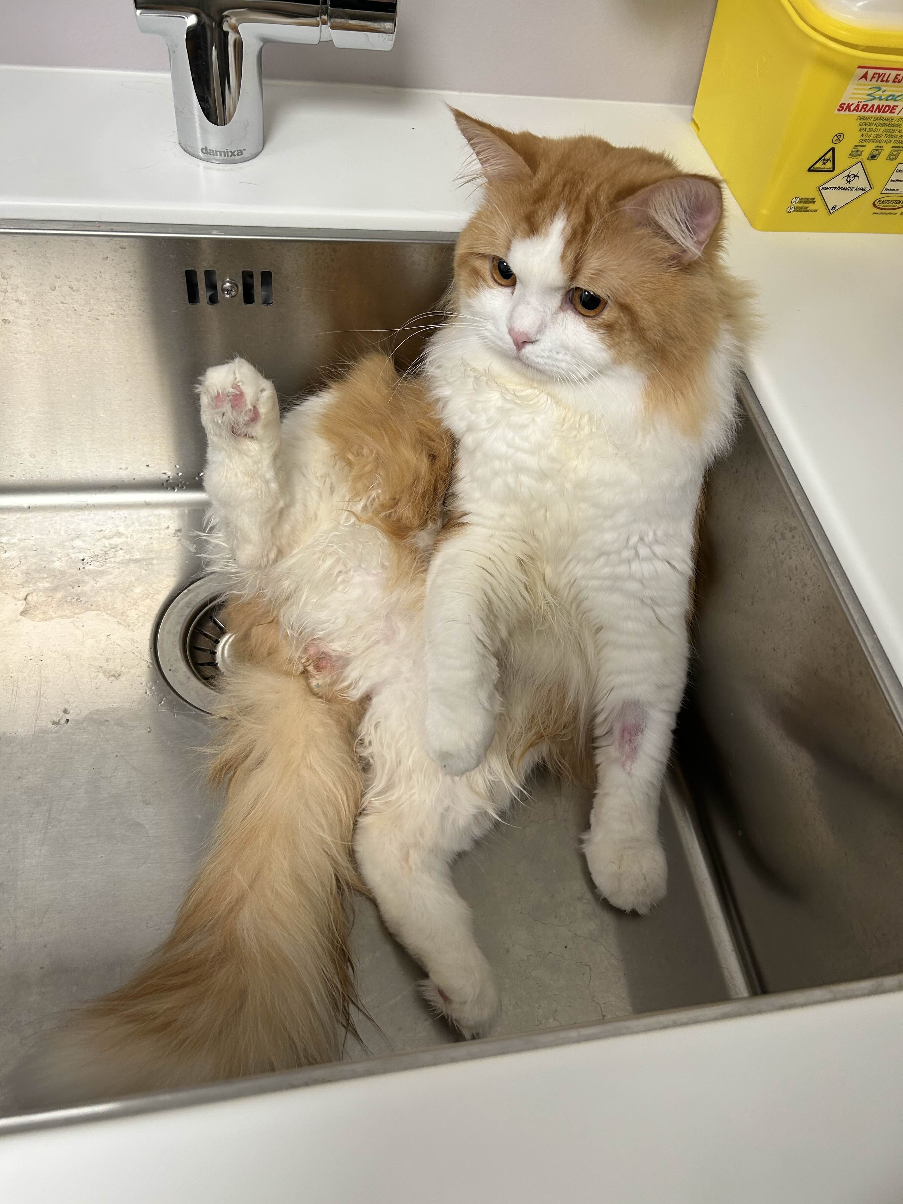 Please help me save my kitty campaign photo, 4 of 7
