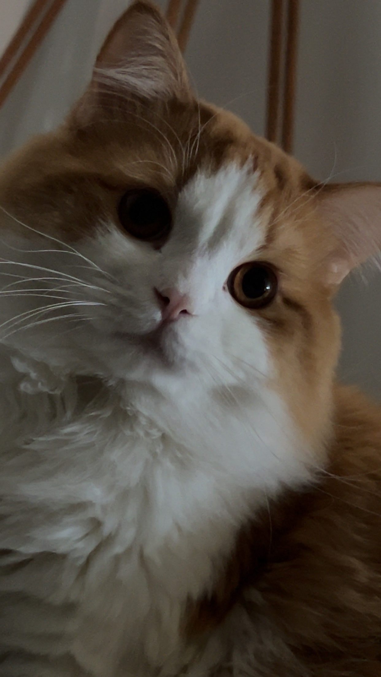 Please help me save my kitty campaign photo, 5 of 7