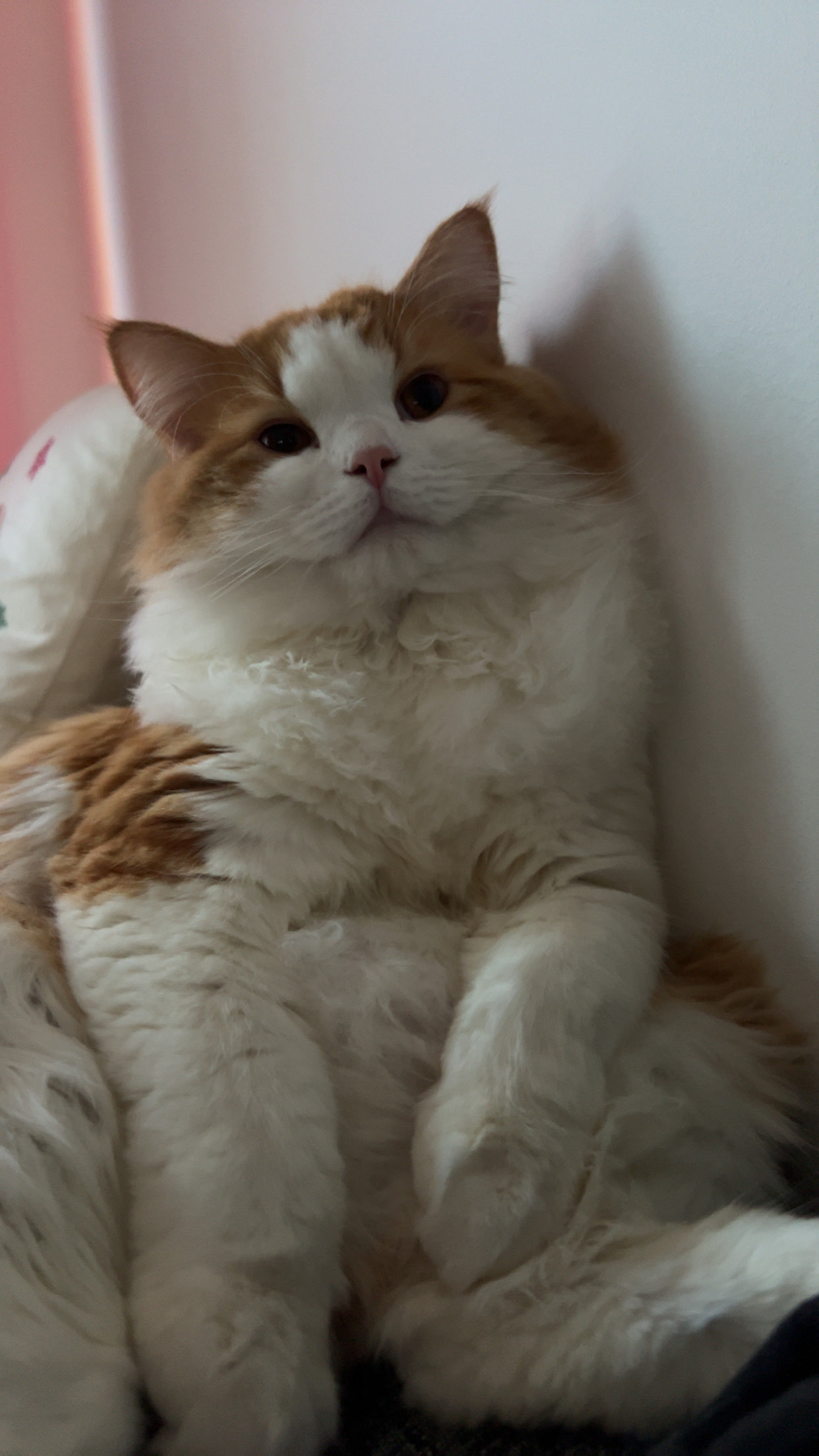 Please help me save my kitty campaign photo, 6 of 7