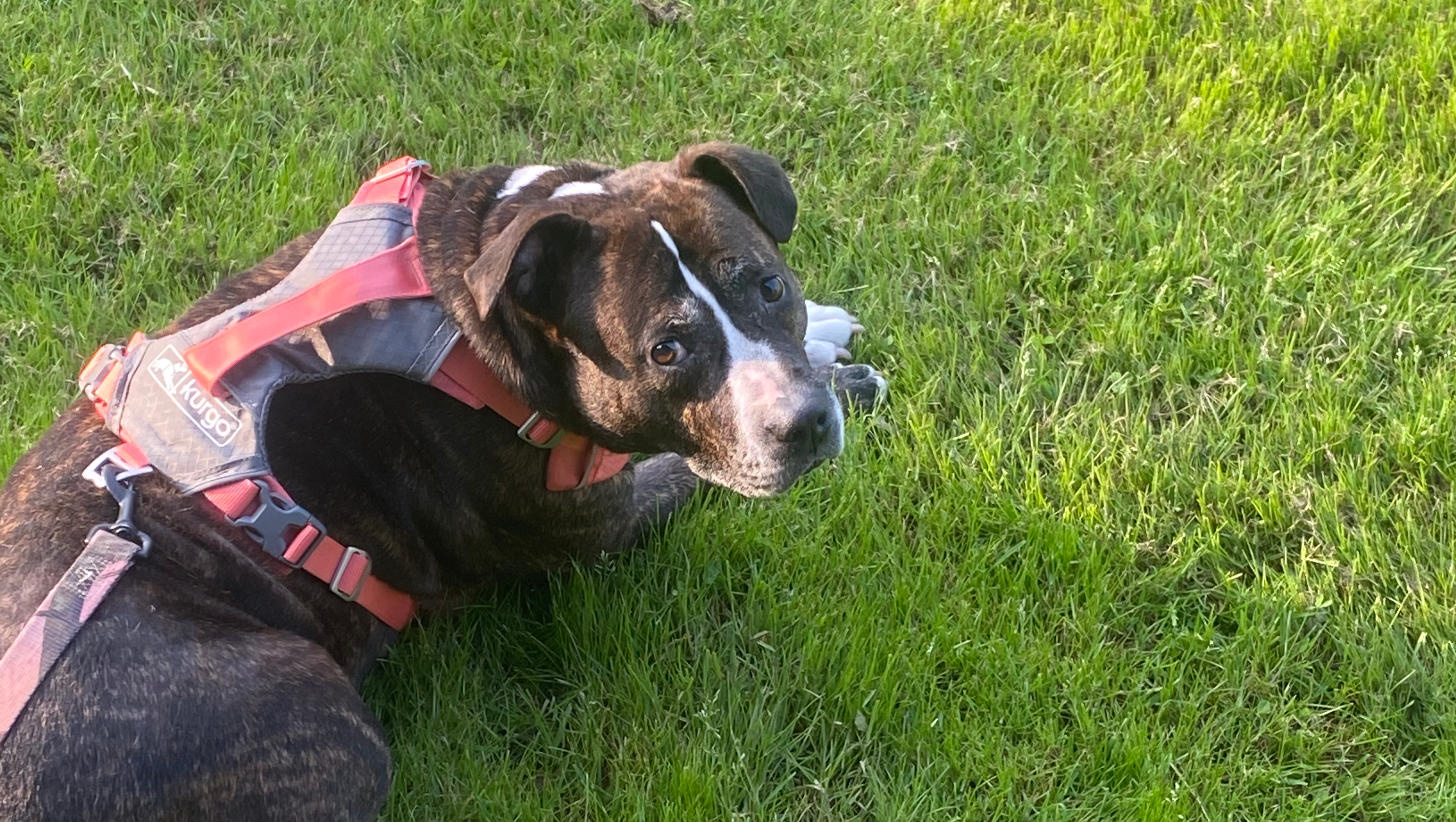 Unexpectedly laid off. Need a little help with bills & food photo