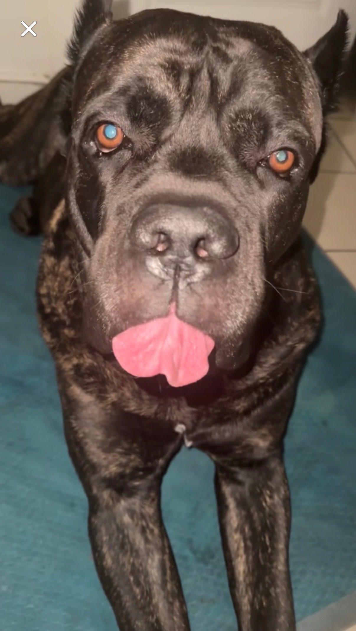 Help Notorious Get Lifesaving Surgery campaign photo, 2 of 7