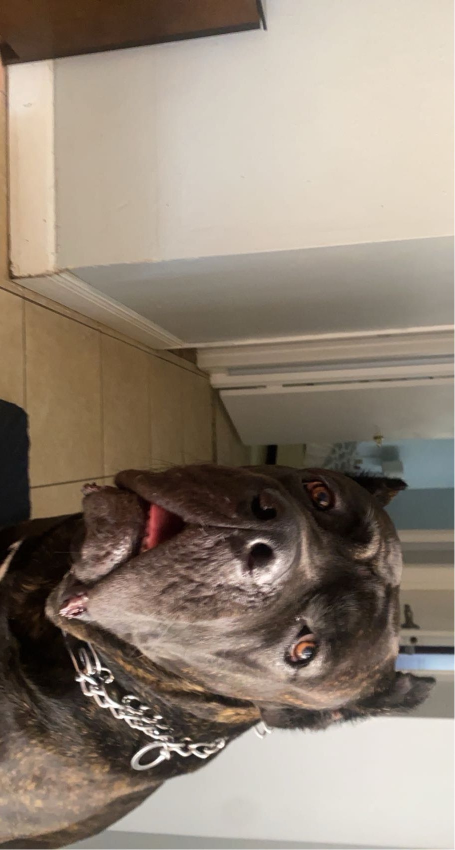 Help Notorious Get Lifesaving Surgery campaign photo, 6 of 7