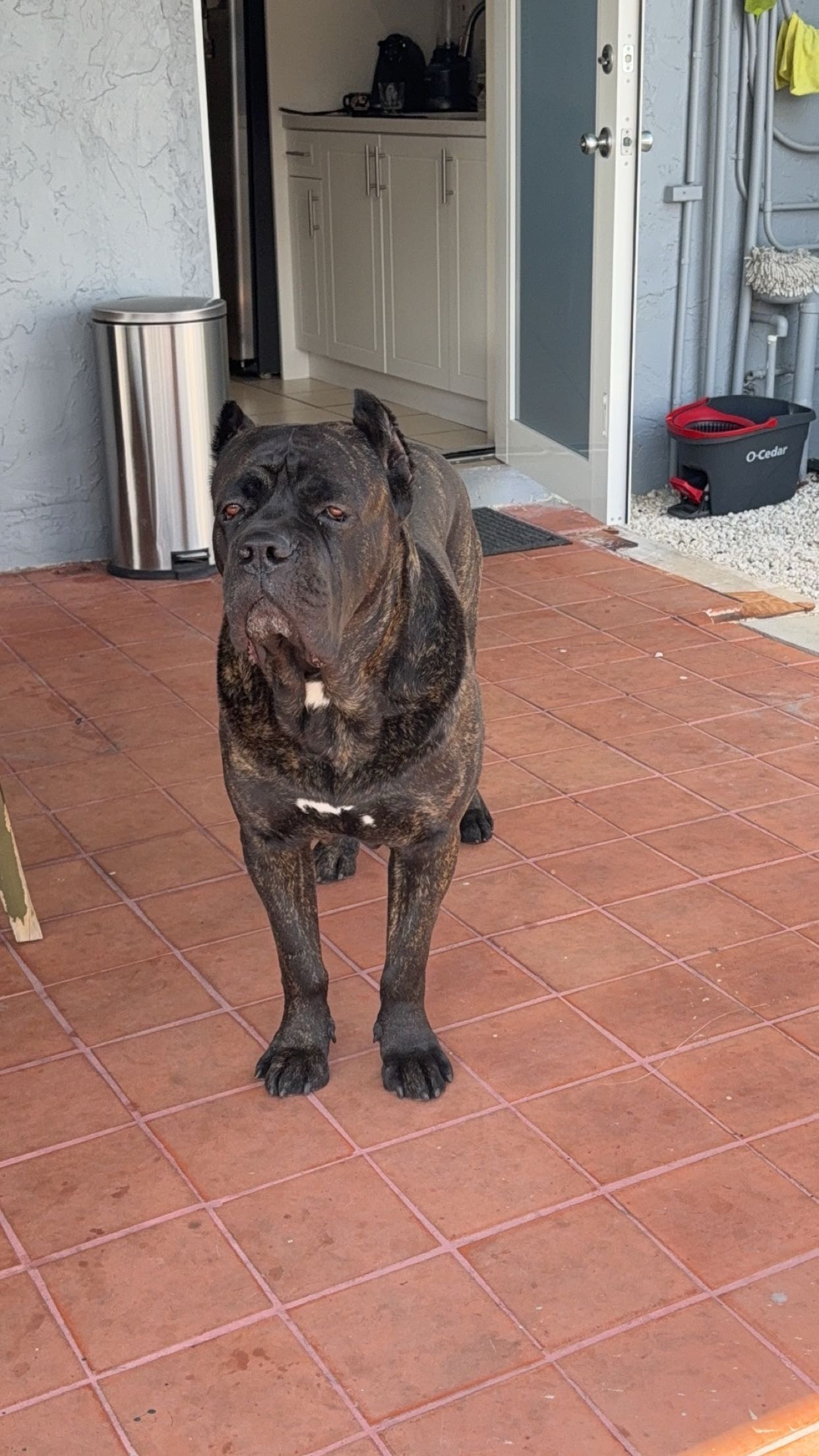 Help Notorious Get Lifesaving Surgery campaign photo, 4 of 7