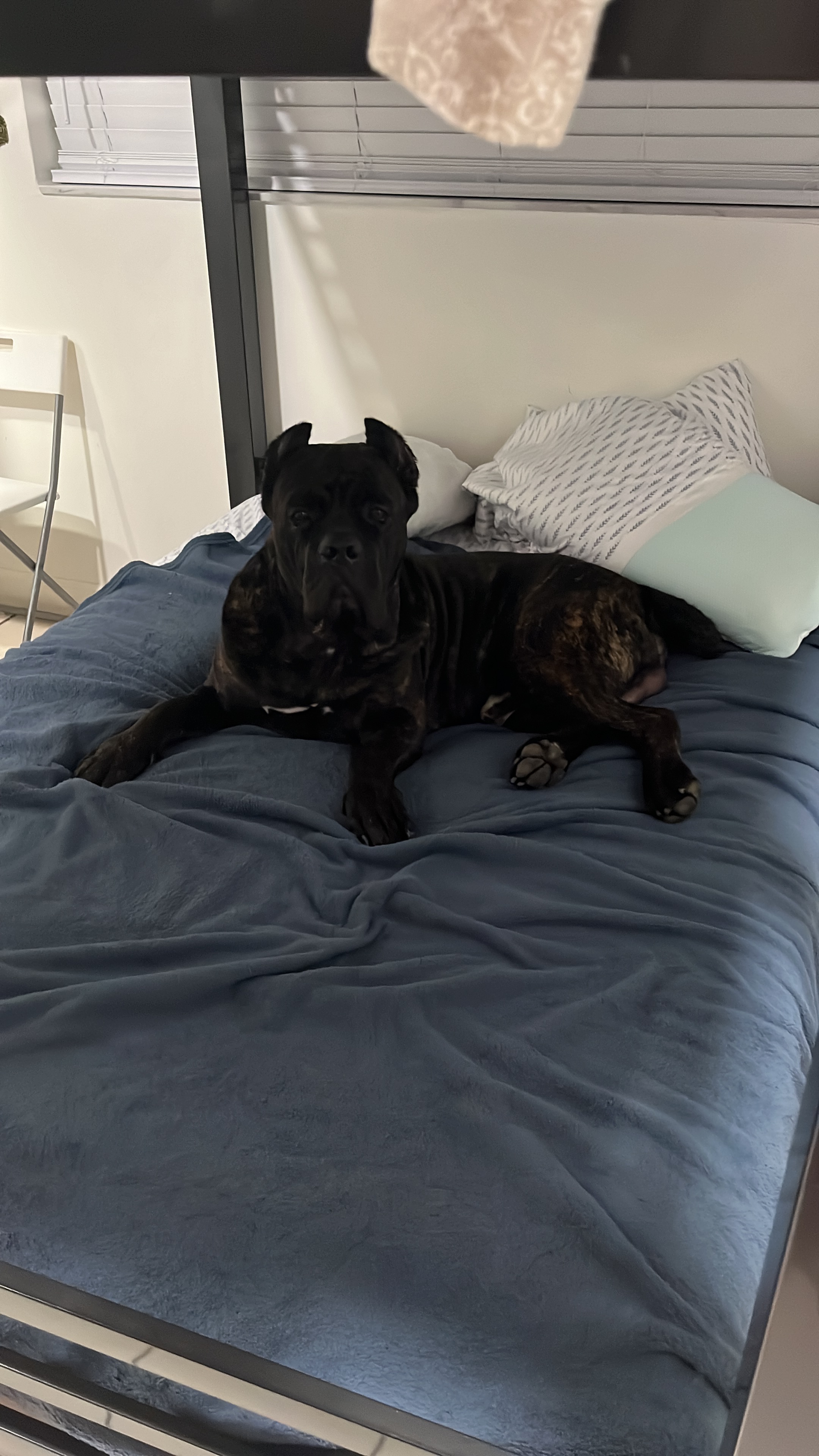 Help Notorious Get Lifesaving Surgery campaign photo, 5 of 7
