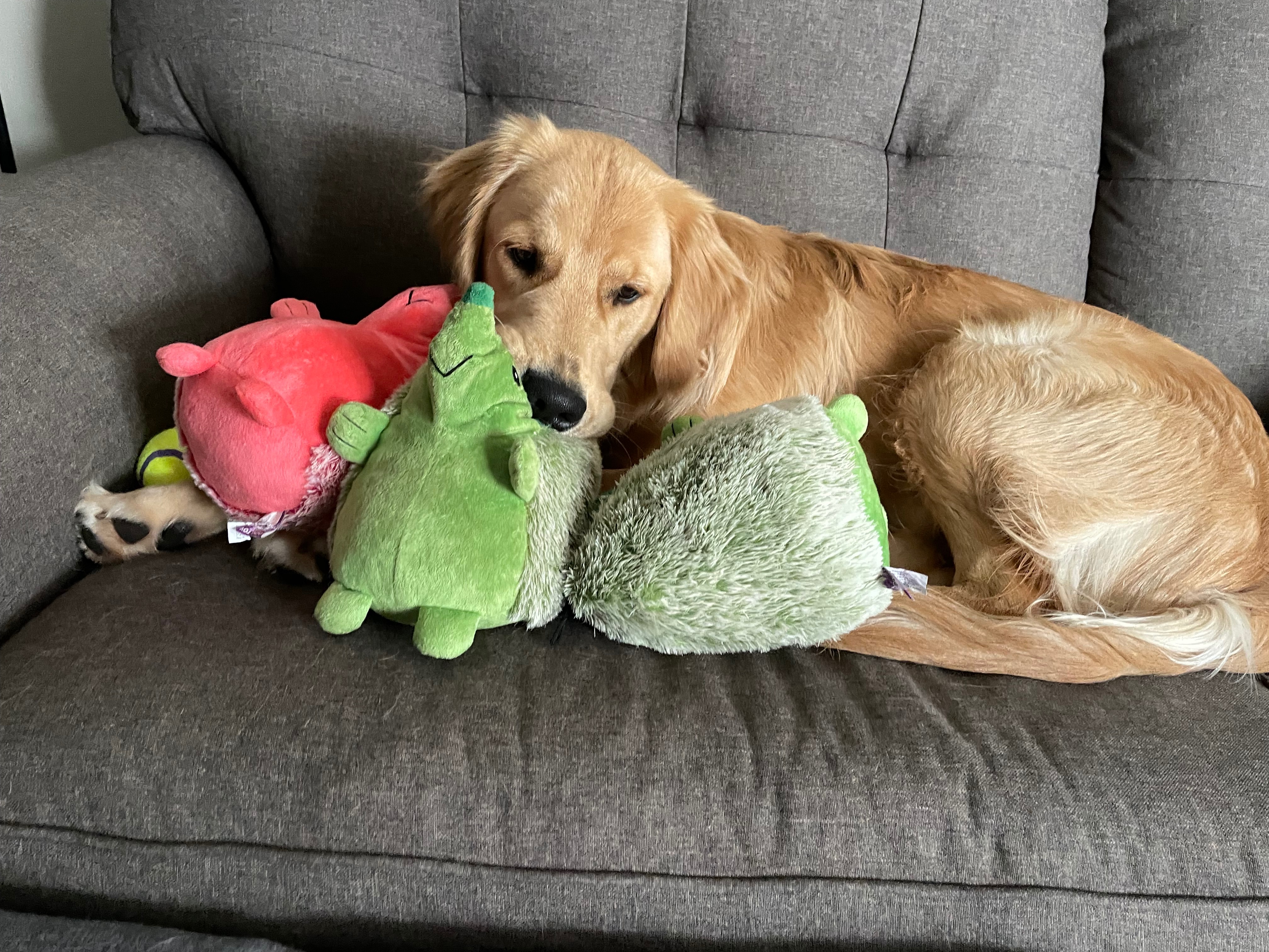 Support Mozzarella's Epilepsy Treatment campaign photo, 5 of 8