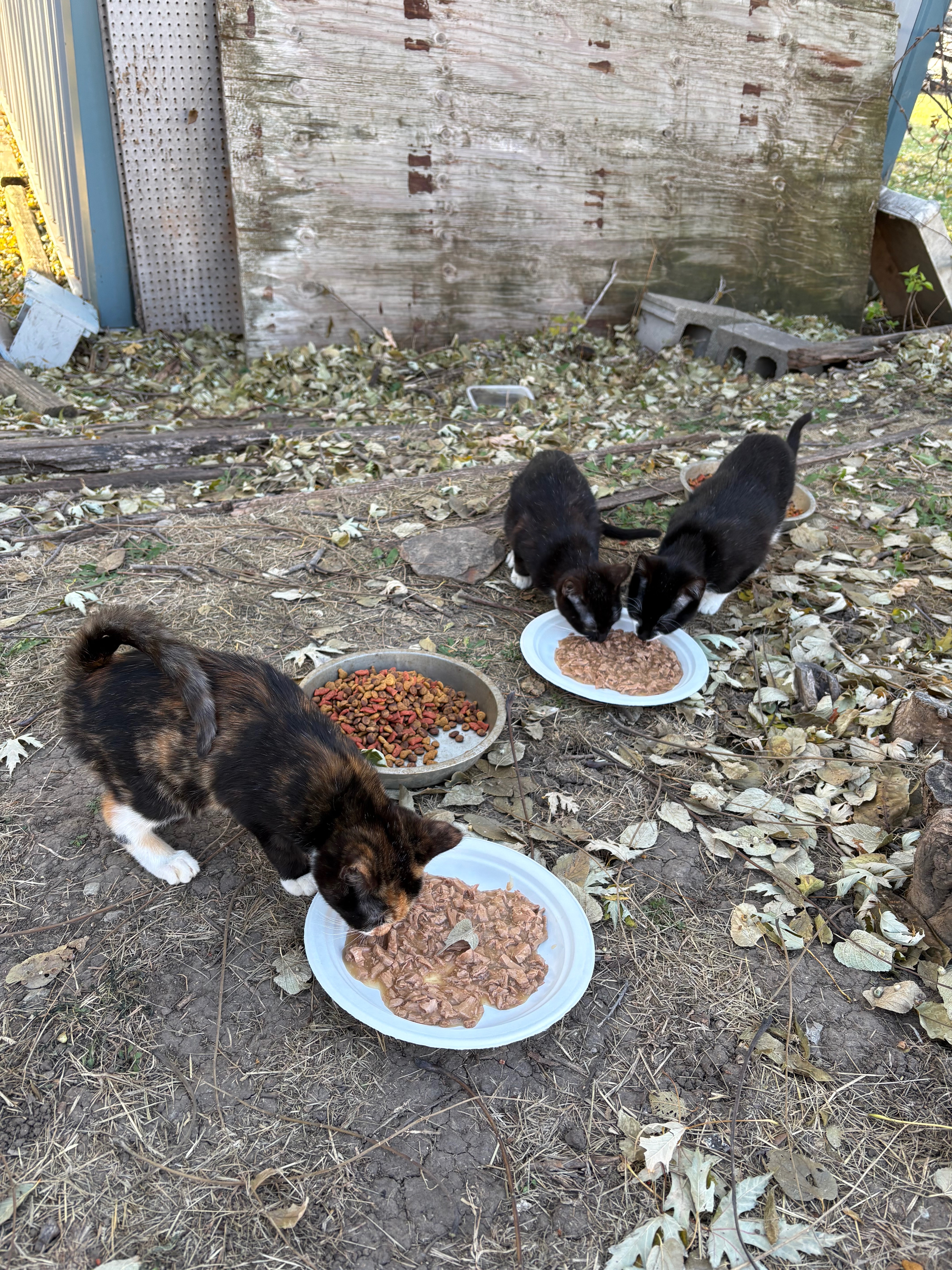 Support Spaying and Neutering Hickman cats! campaign photo, 4 of 5
