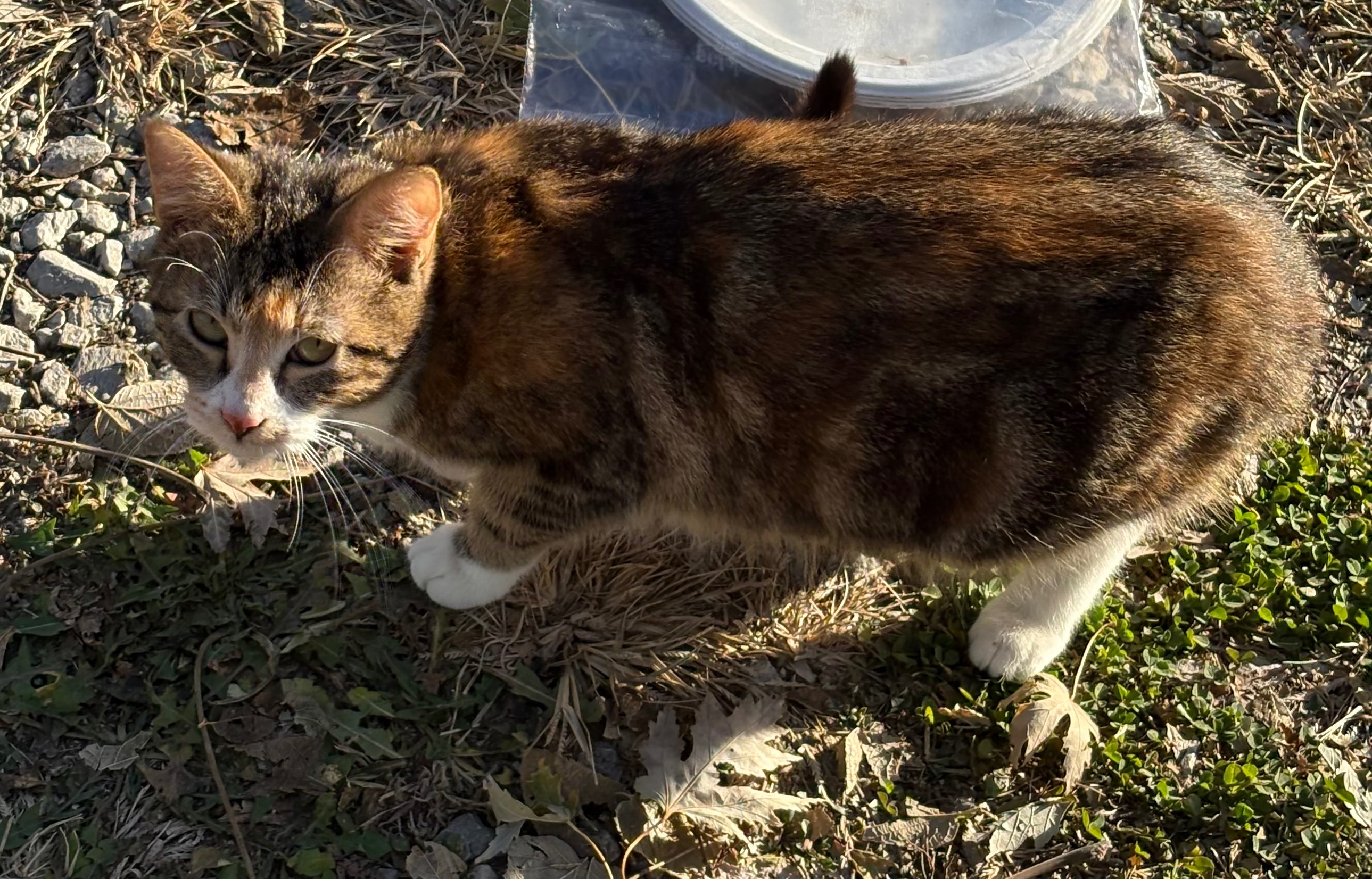 Support Spaying and Neutering Hickman cats! campaign photo, 2 of 5