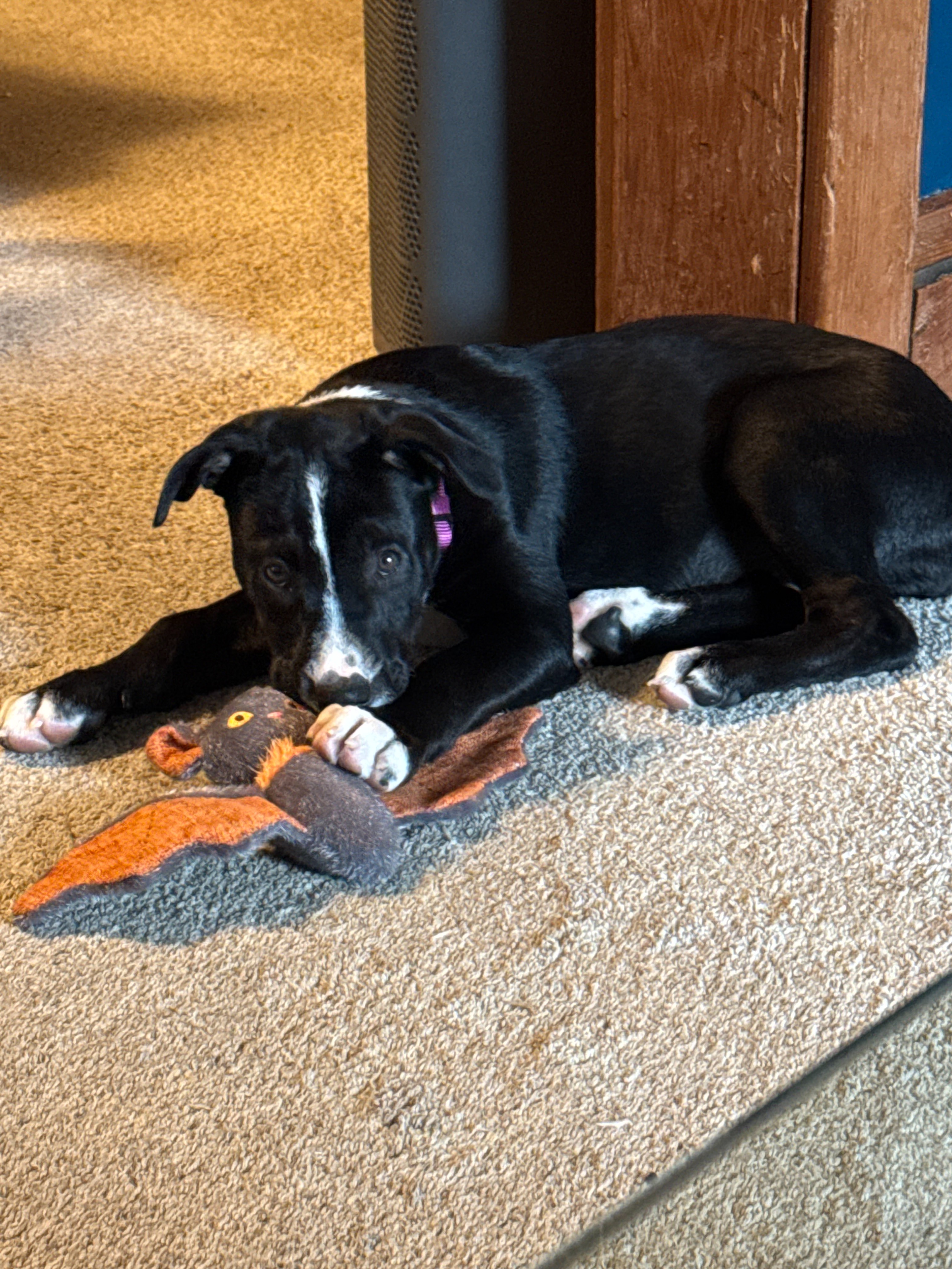Help Suki Fight Parvovirus: Urgent Support Needed campaign photo, 6 of 7