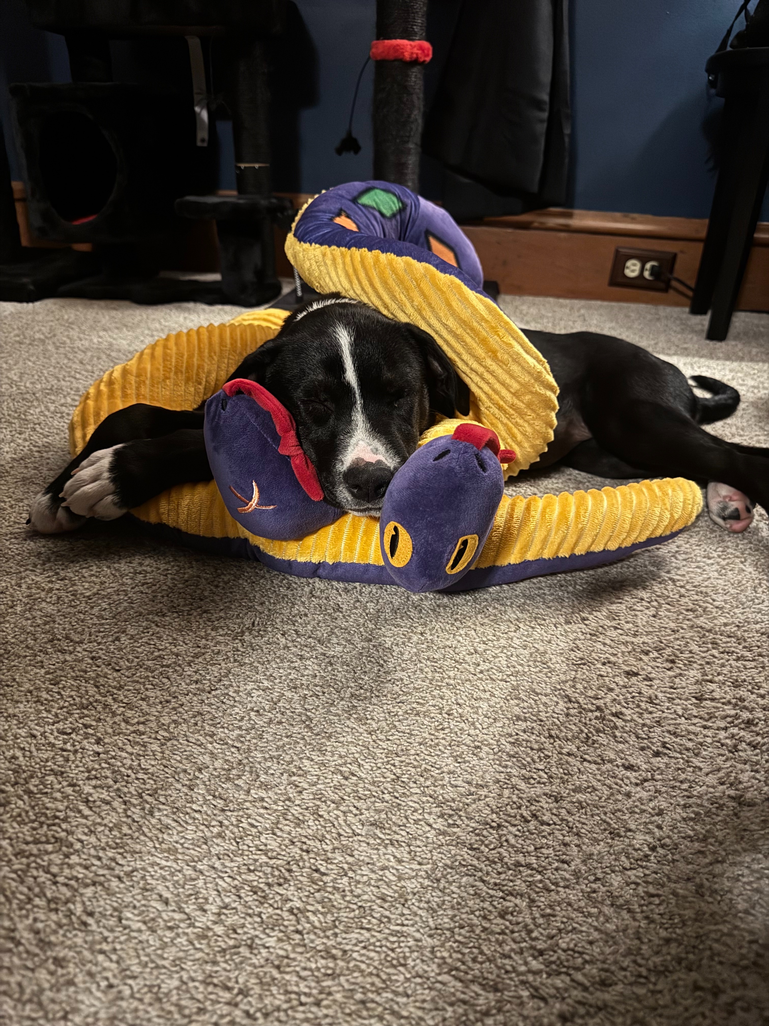 Help Suki Fight Parvovirus: Urgent Support Needed campaign photo, 4 of 7