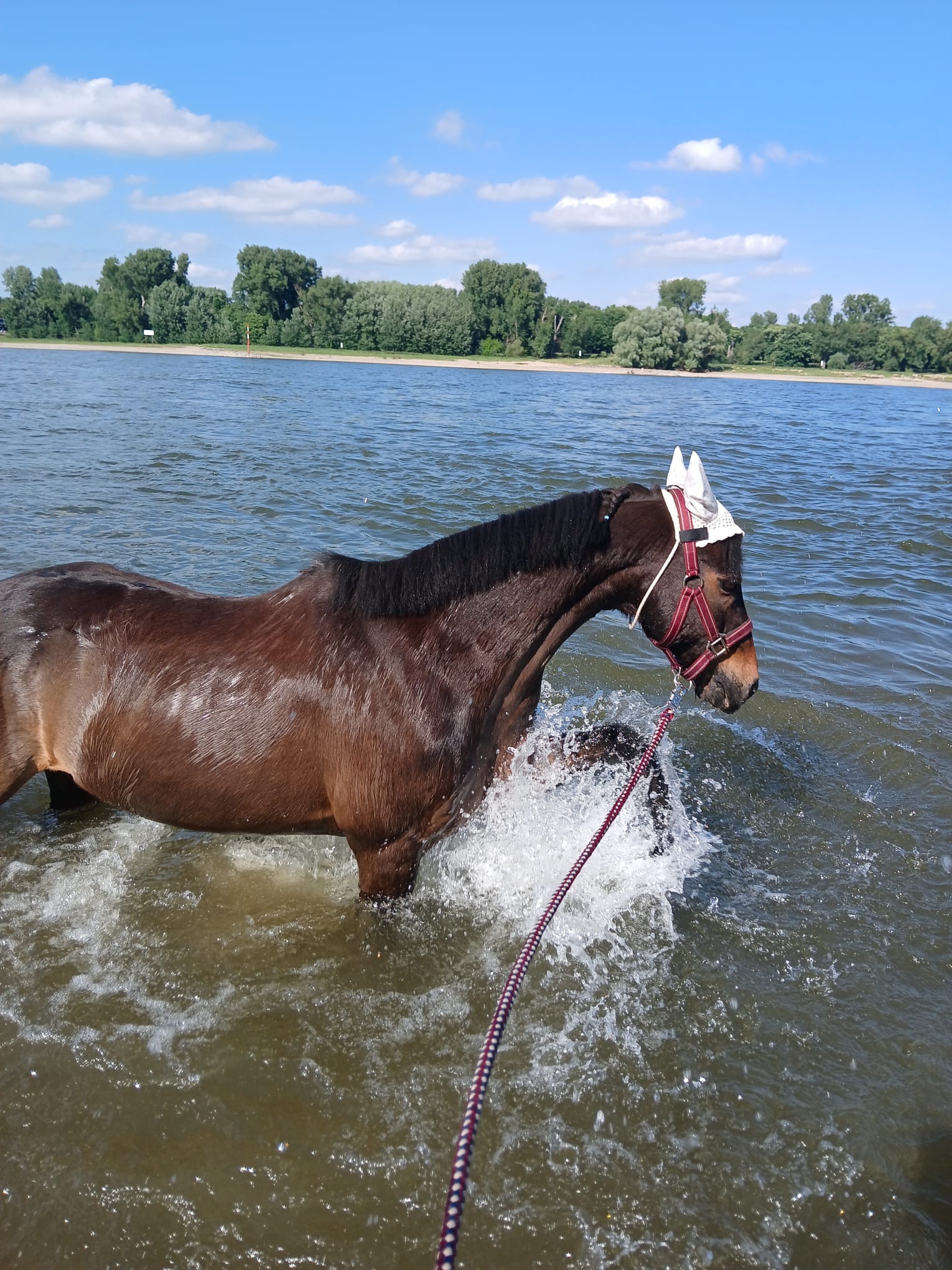 Pony Bounty braucht Hilfe campaign photo, 2 of 5