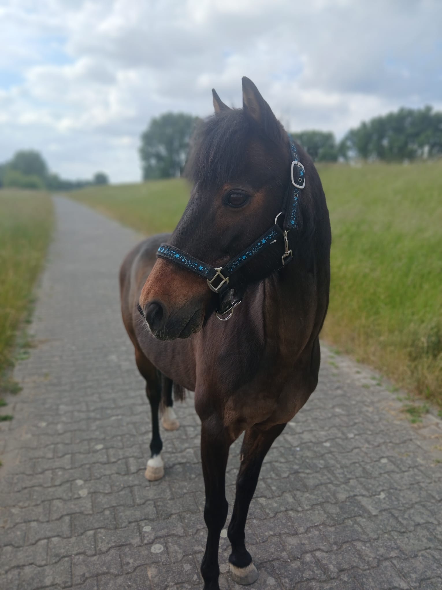 Pony Bounty braucht Hilfe campaign photo, 4 of 5