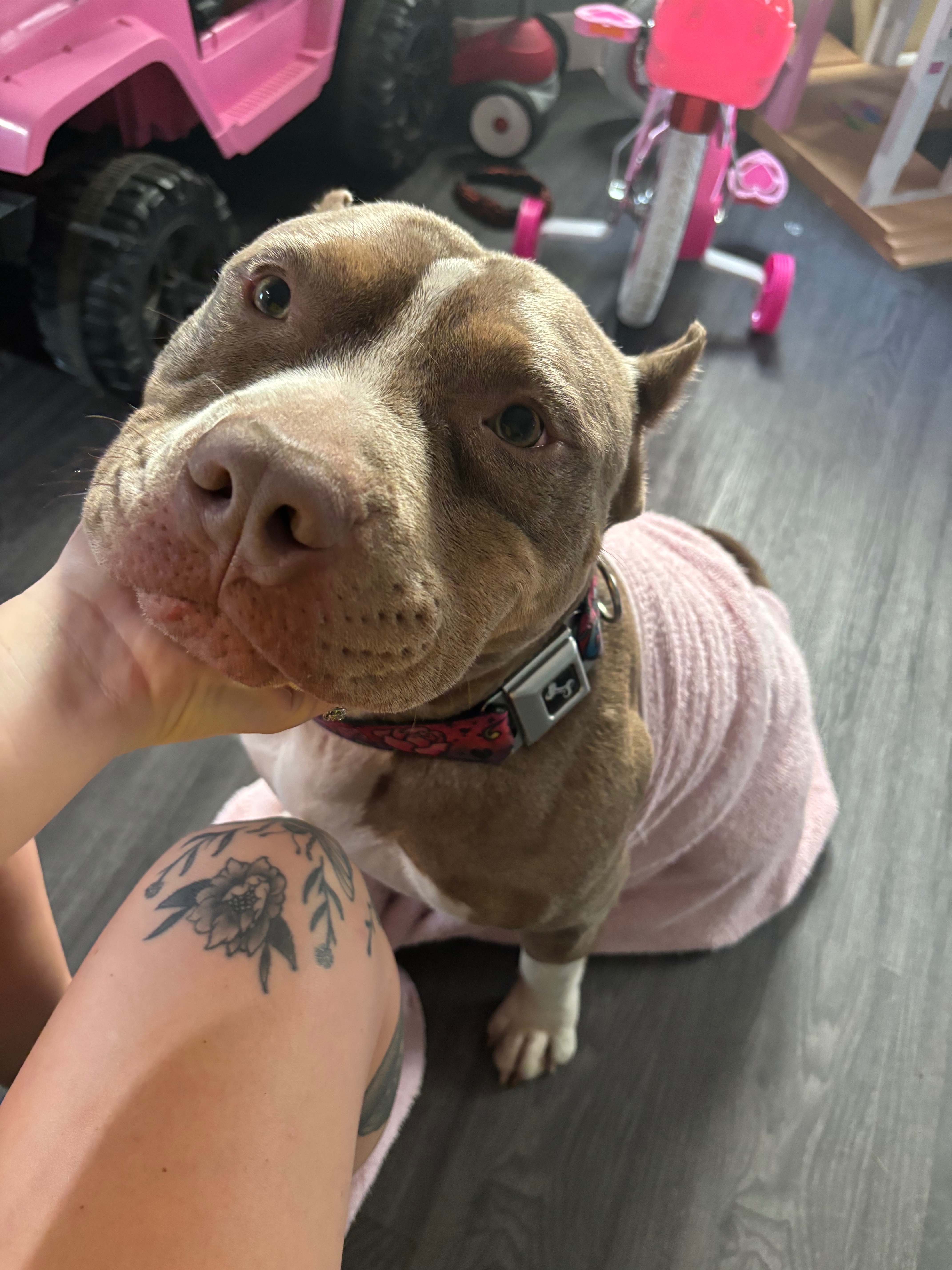 Urgent Help Needed for Dog's Recovery campaign photo, 7 of 8