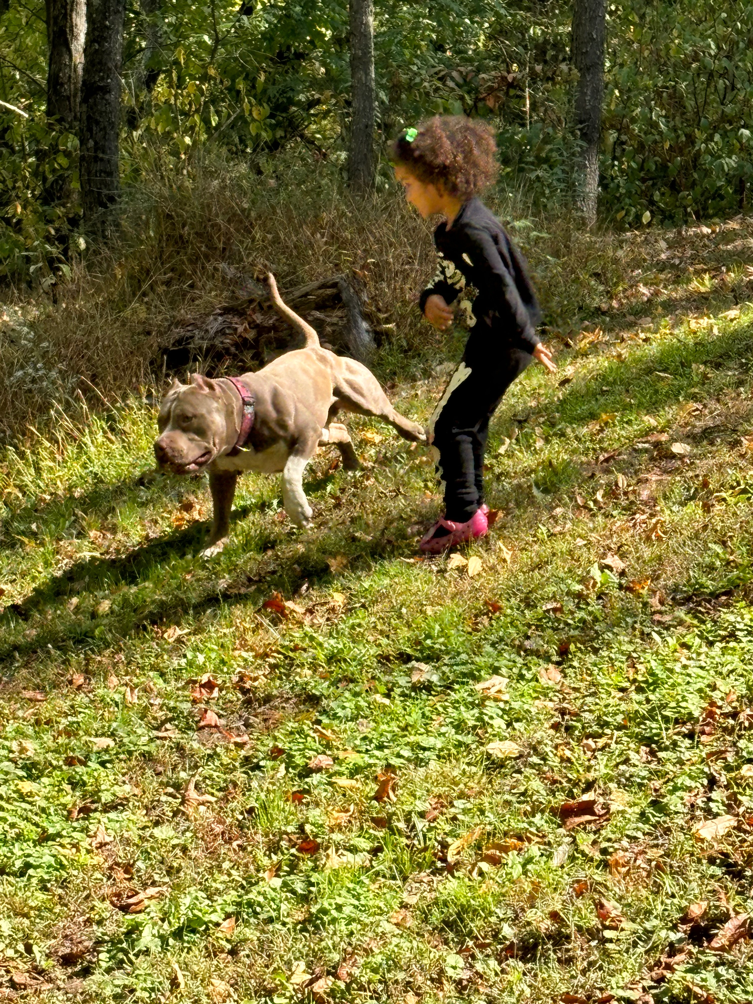Urgent Help Needed for Dog's Recovery campaign photo, 2 of 8