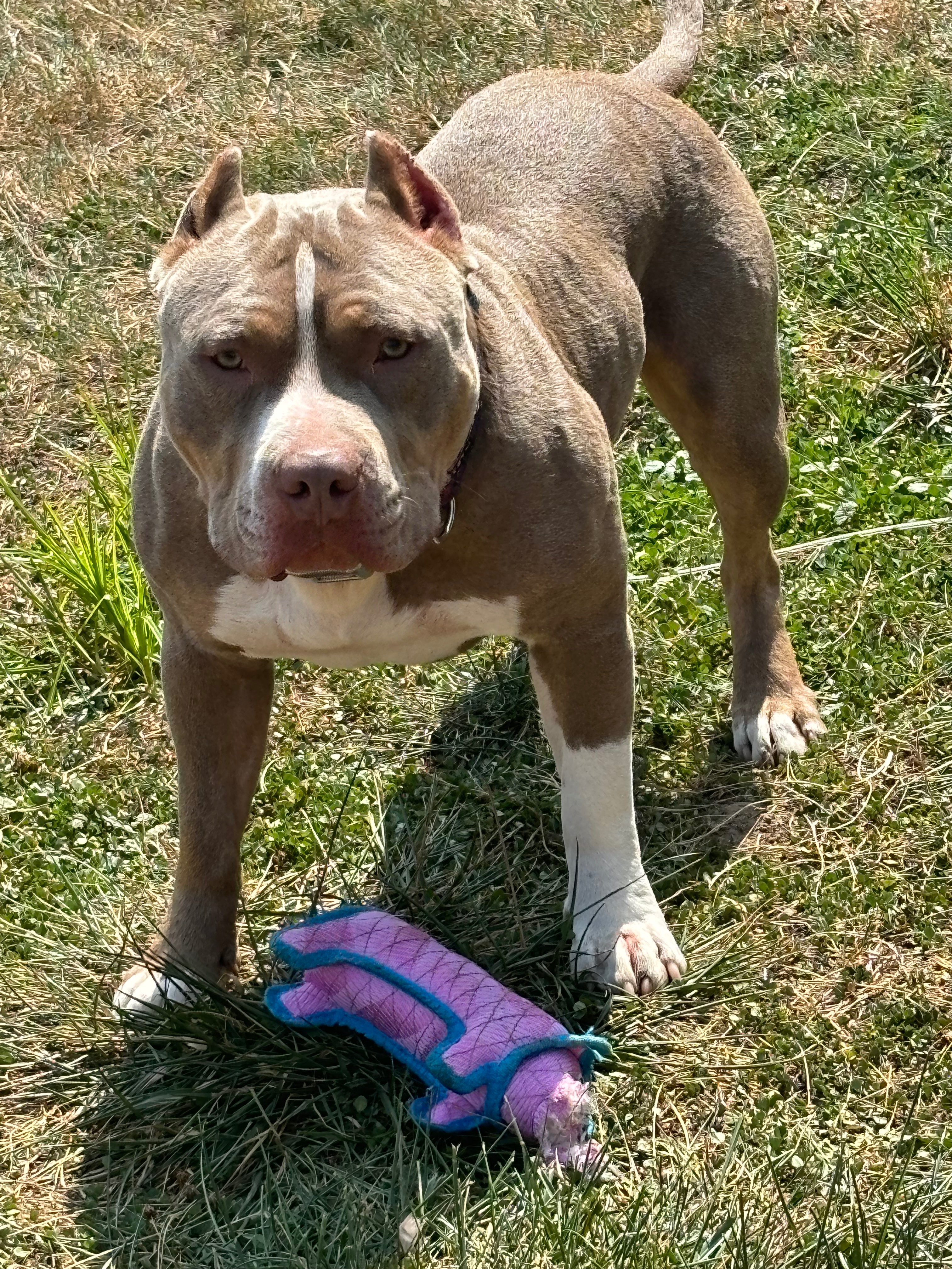 Urgent Help Needed for Dog's Recovery campaign photo, 5 of 8