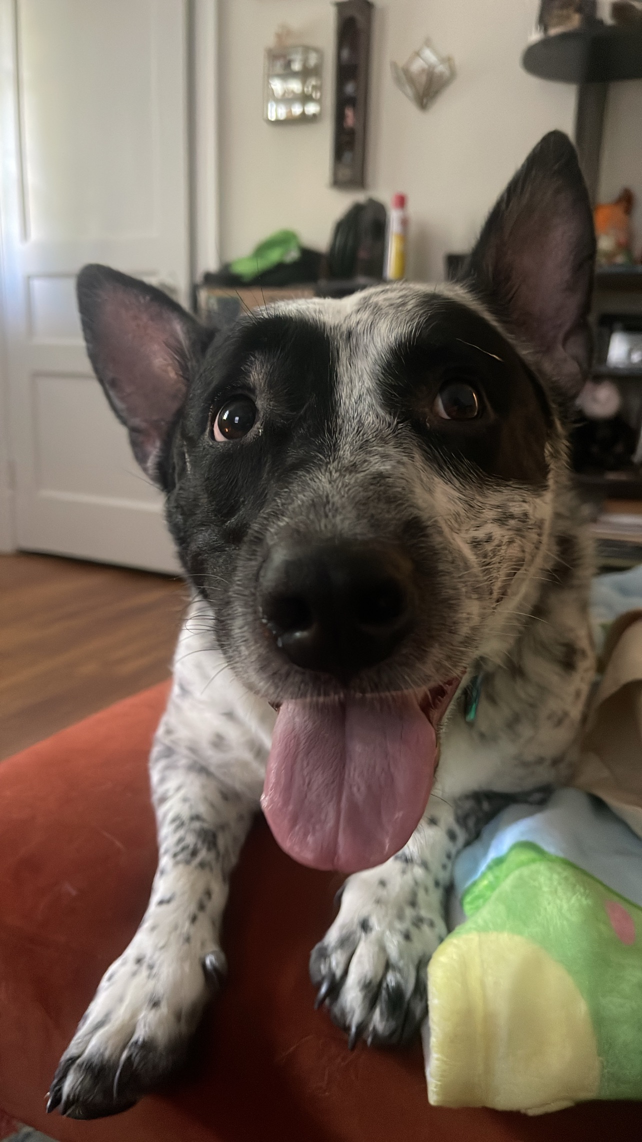 Help Mugen Recover from Emergency Surgery campaign photo, 6 of 6