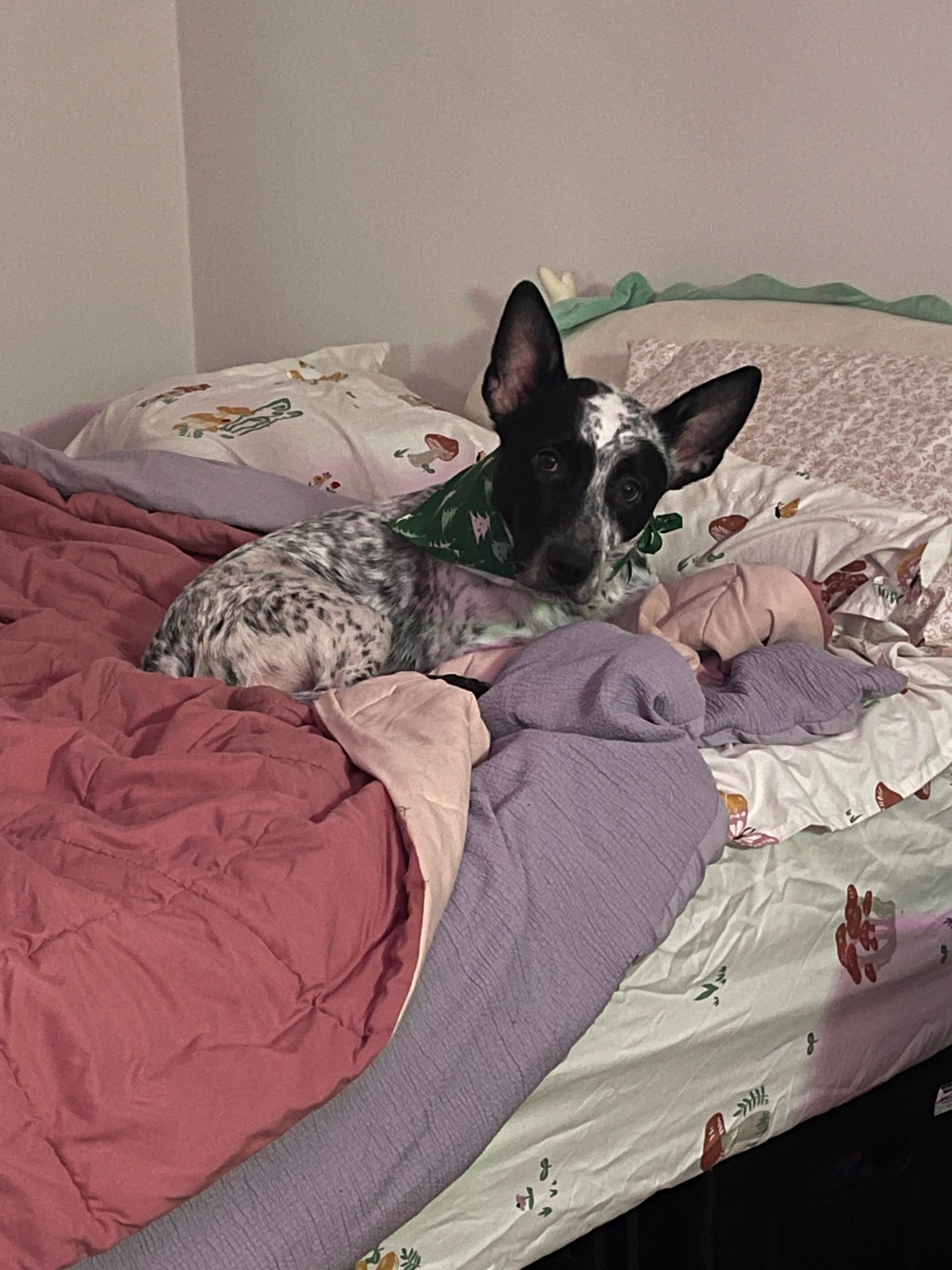 Help Mugen Recover from Emergency Surgery campaign photo, 5 of 6