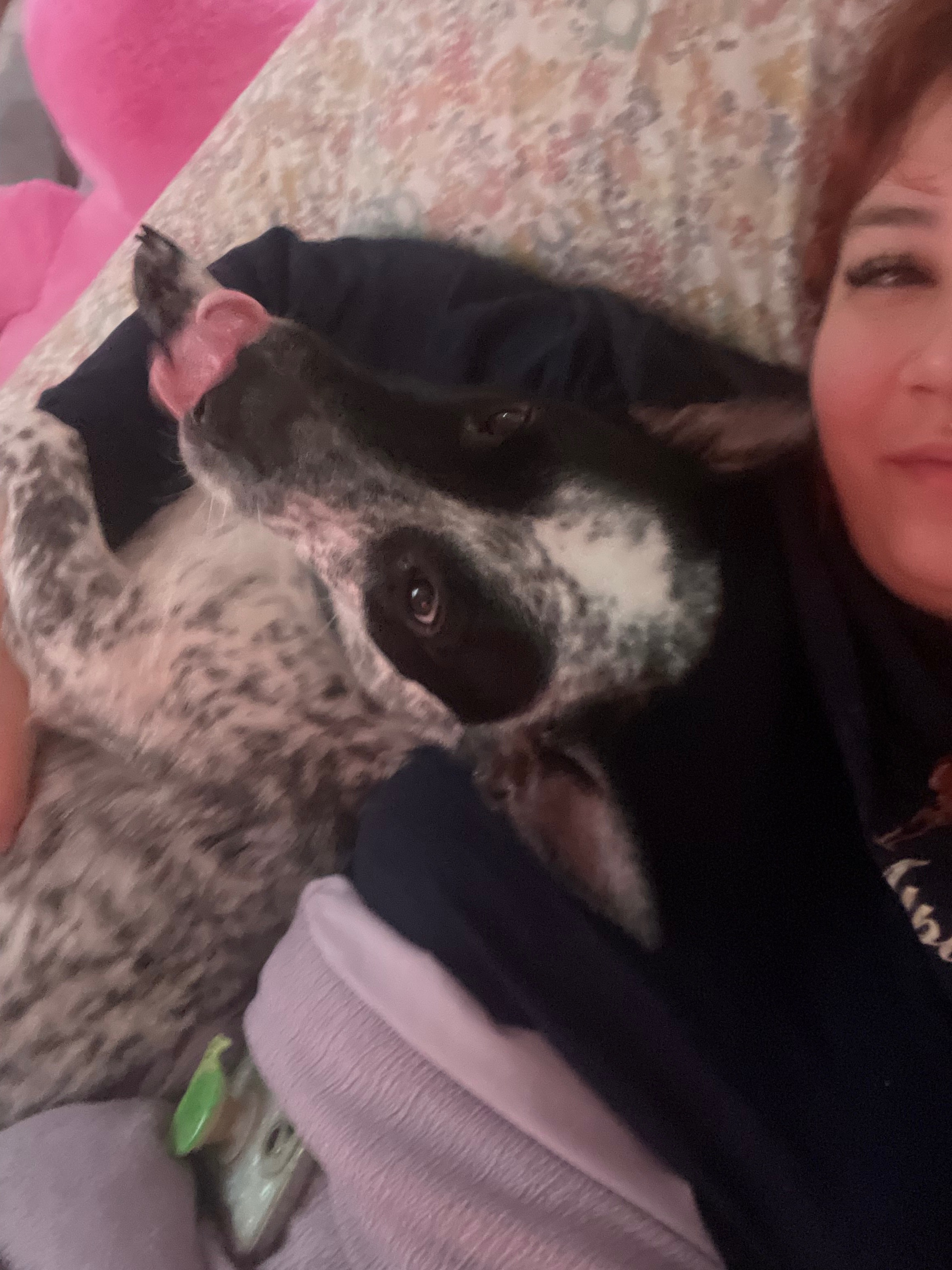 Help Mugen Recover from Emergency Surgery campaign photo, 2 of 6