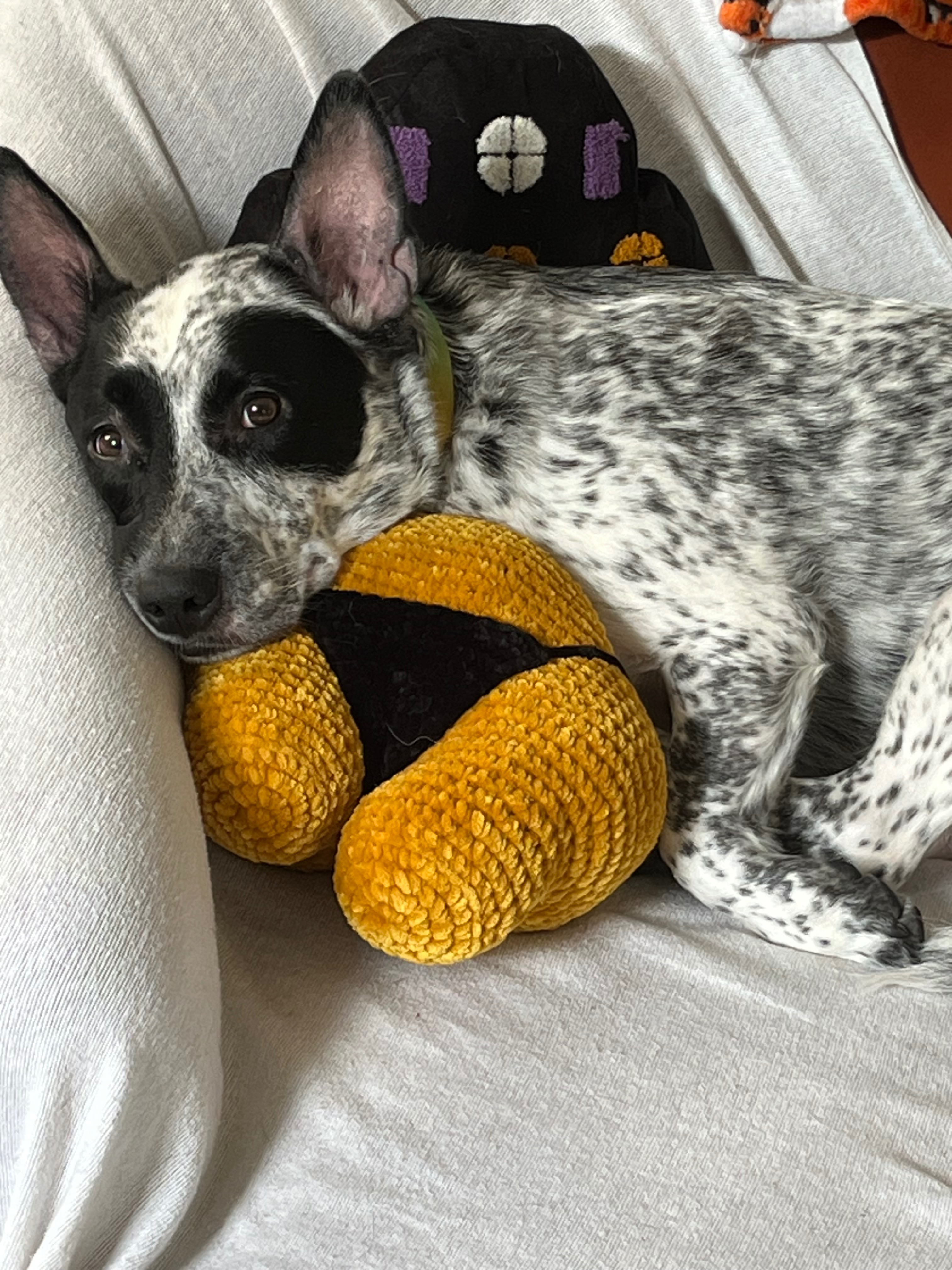 Help Mugen Recover from Emergency Surgery campaign photo, 4 of 6