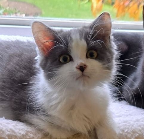 Support Catpurrccinos' Mission to Rescue Cats campaign photo, 6 of 7