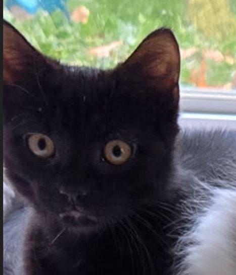 Support Catpurrccinos' Mission to Rescue Cats campaign photo, 2 of 7