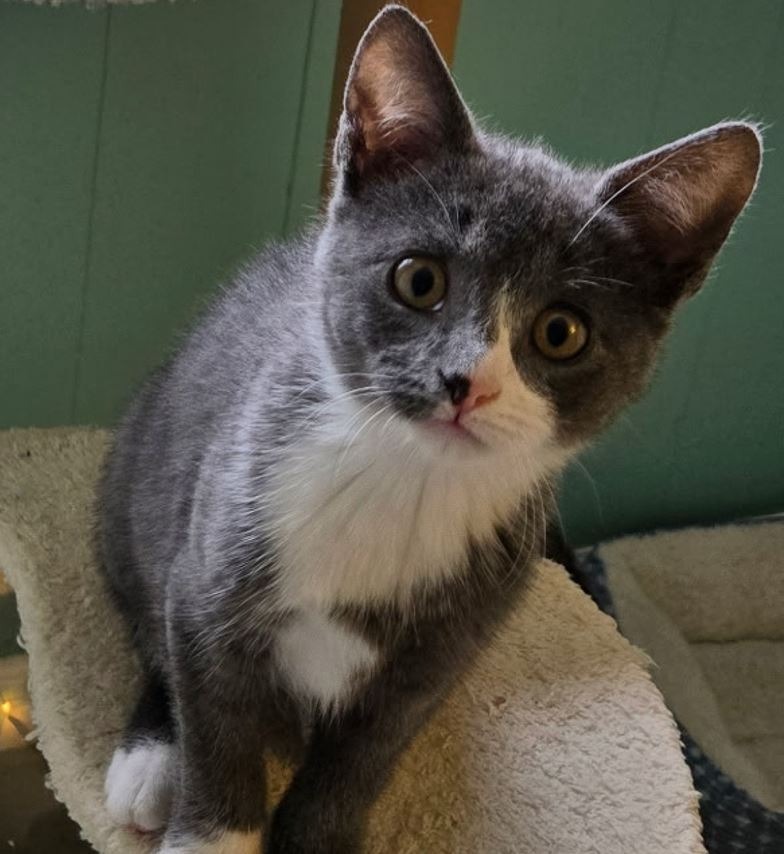 Support Catpurrccinos' Mission to Rescue Cats campaign photo, 4 of 7
