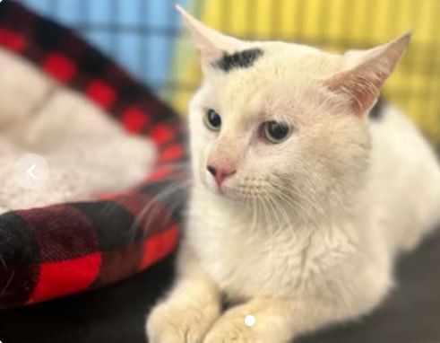 Support Catpurrccinos' Mission to Rescue Cats campaign photo, 5 of 7