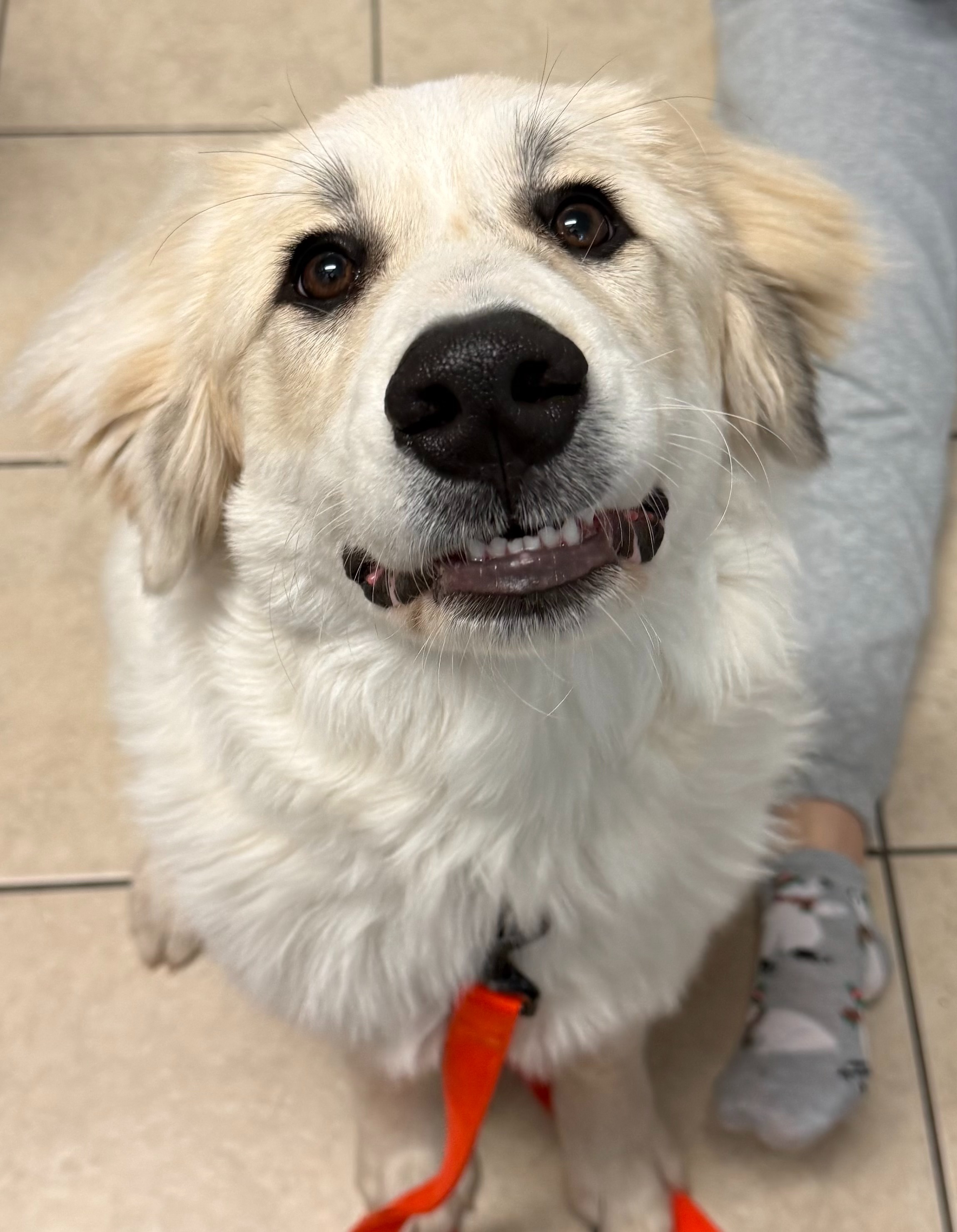 Donate to Help Save Journey and Heal a Heart campaign photo, 4 of 8