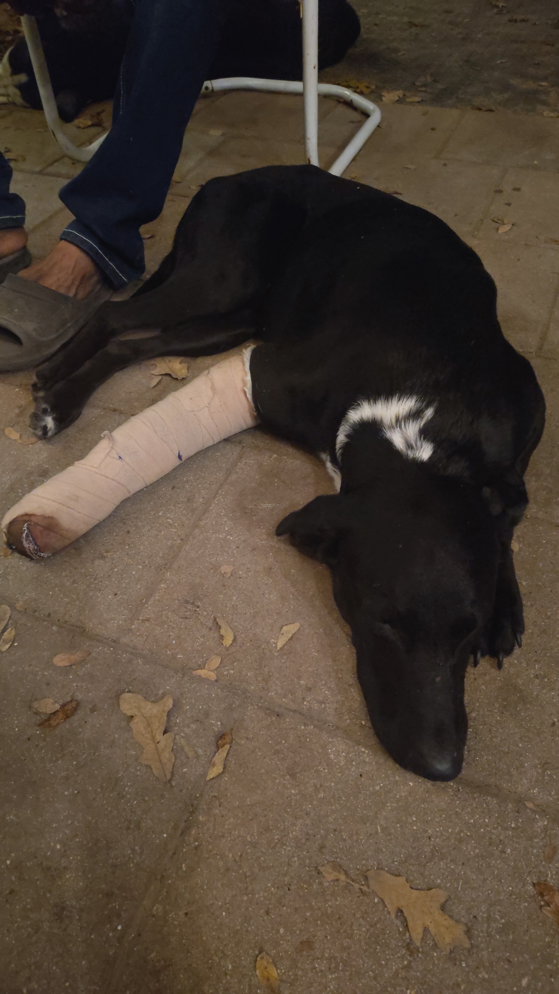 Help jack fix his leg campaign photo, 4 of 5
